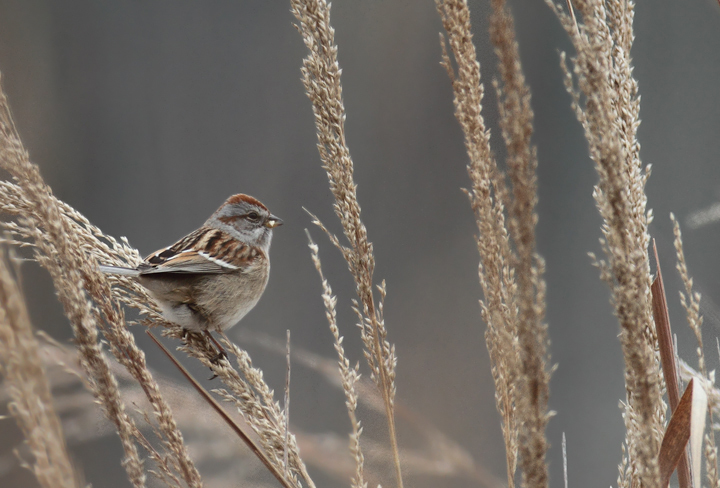 American Tree Sparrow in Charles County, Maryland (12/18/2010).