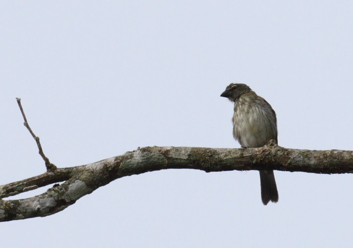 Streaked Saltator in Antón County, Provincia de Coclé, Panama (7/13/2010).