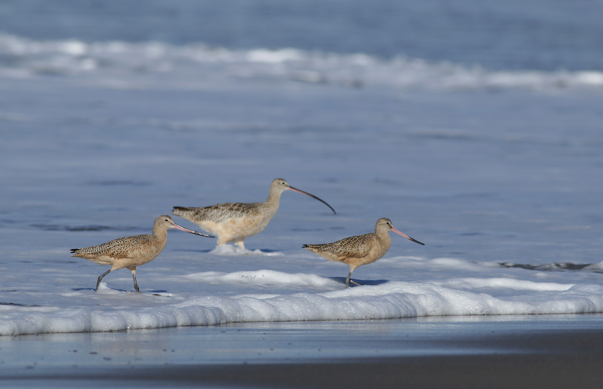 Marbled Godwits (left and right) with Long-billed Curlew (center) in Monterey County, California (12/27/2020).