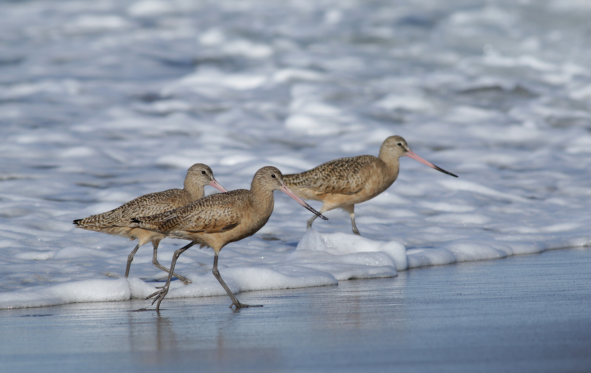 Marbled Godwit in Monterey County, California (12/27/2020).