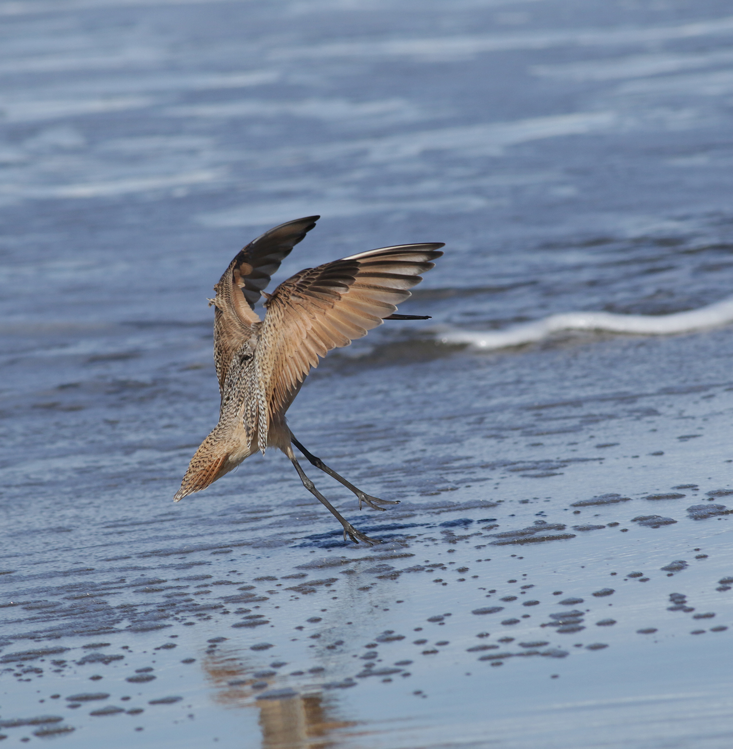 Marbled Godwit in Monterey County, California (12/27/2020).