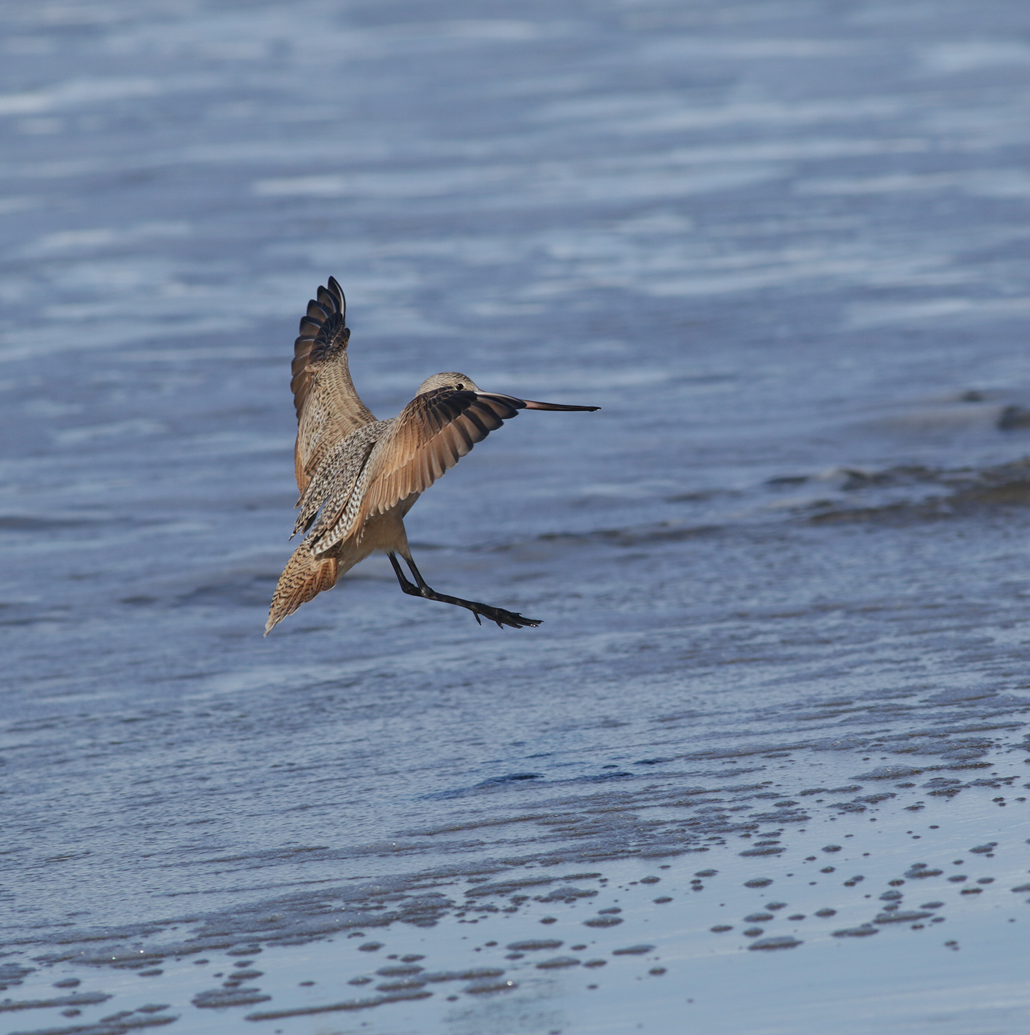 Marbled Godwit in Monterey County, California (12/27/2020).