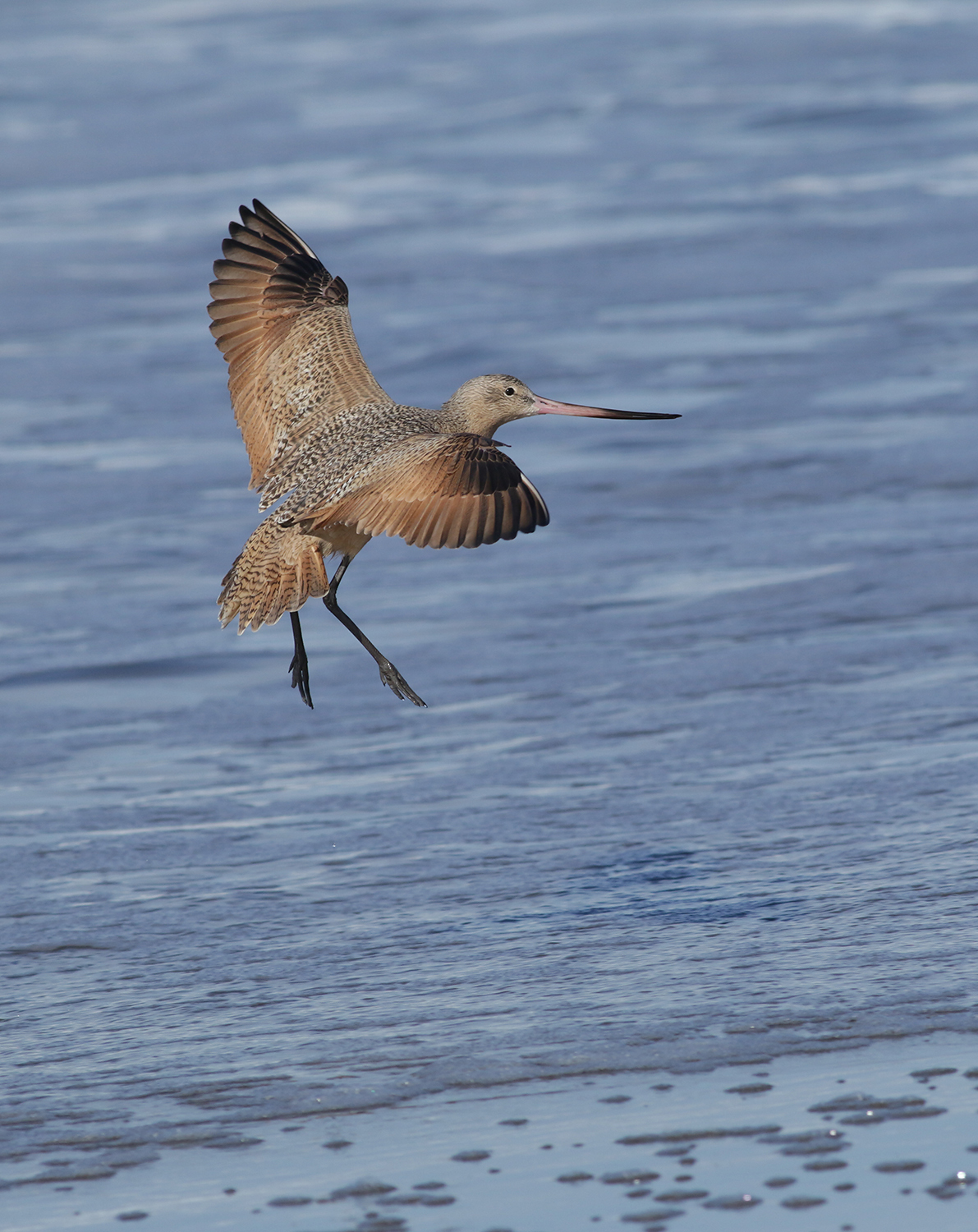 Marbled Godwit in Monterey County, California (12/27/2020).
