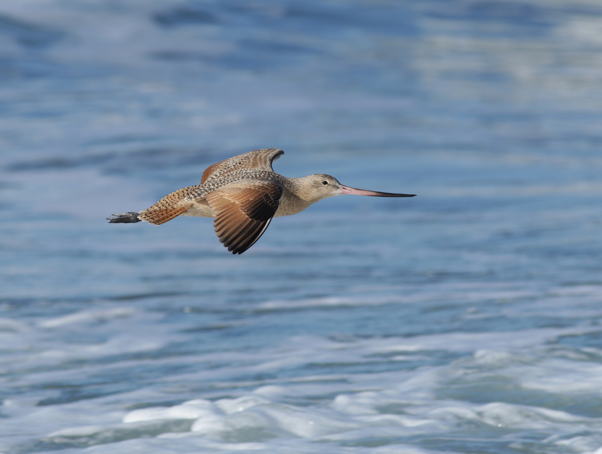 Marbled Godwit in Monterey County, California (12/27/2020).