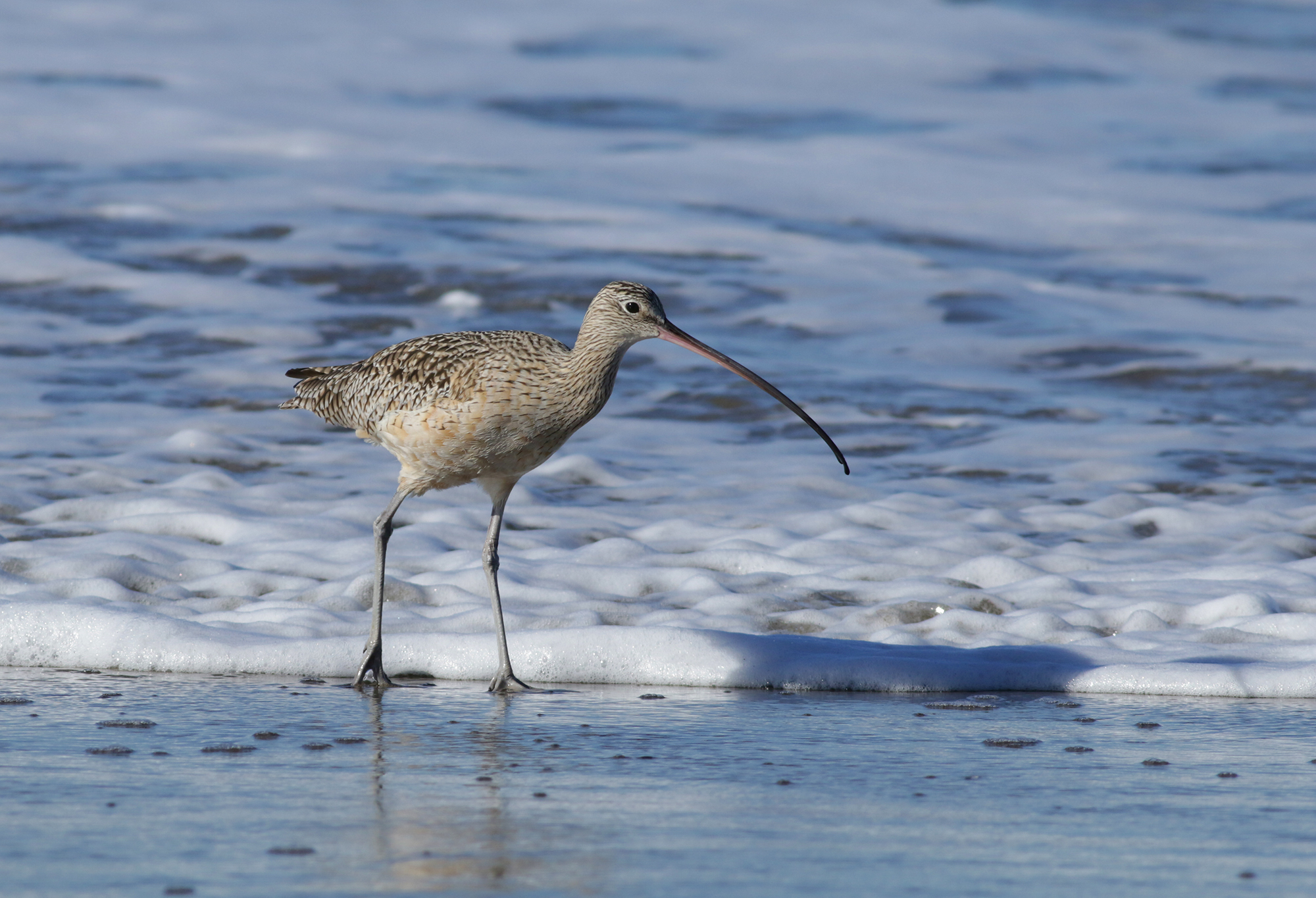 Long-billed Curlew in Monterey County, California (12/27/2020).