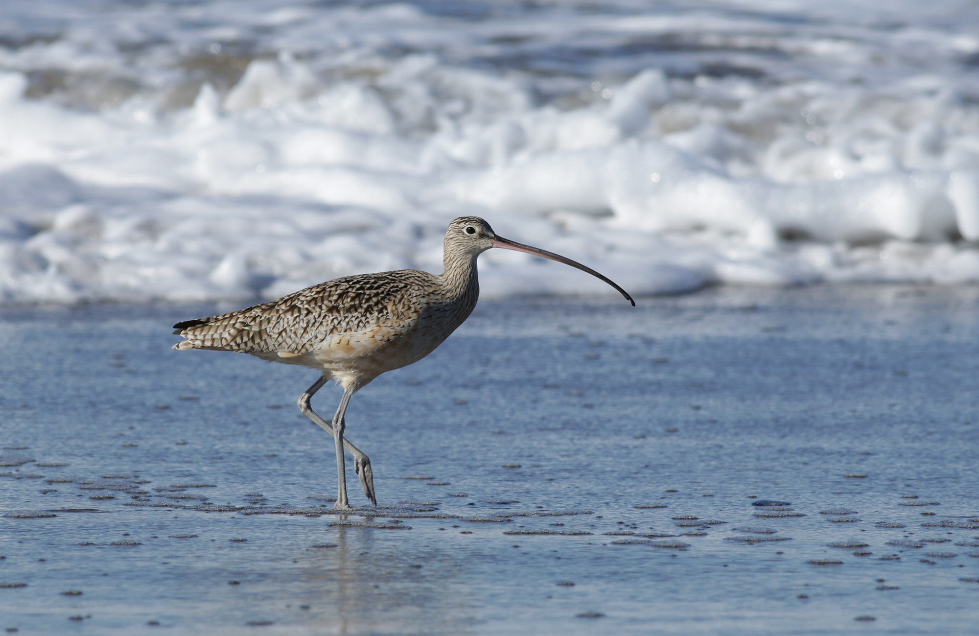Long-billed Curlew in Monterey County, California (12/27/2020).