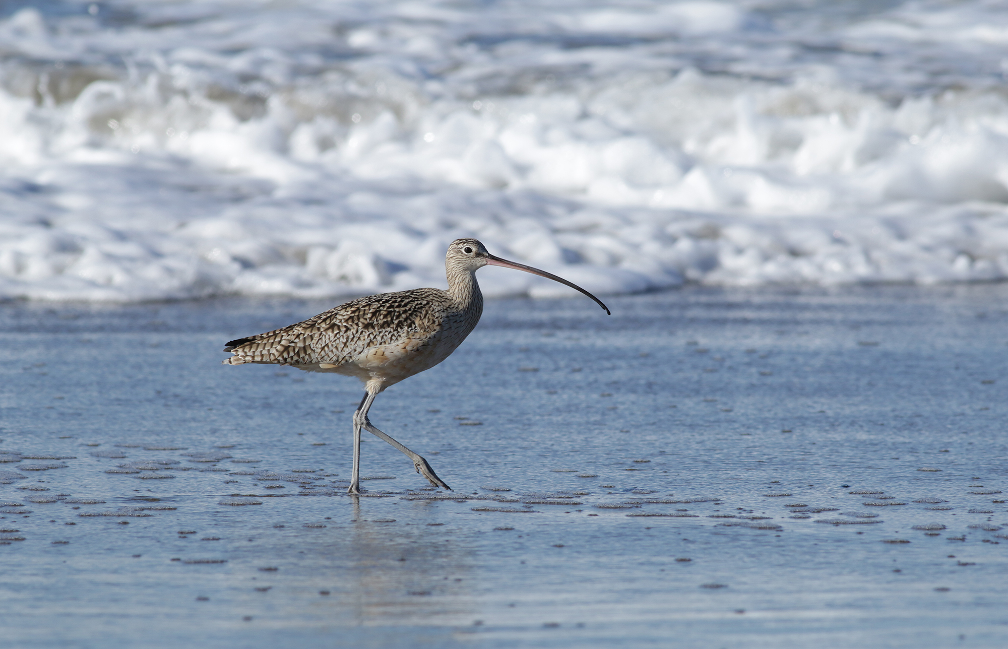 Long-billed Curlew in Monterey County, California (12/27/2020).
