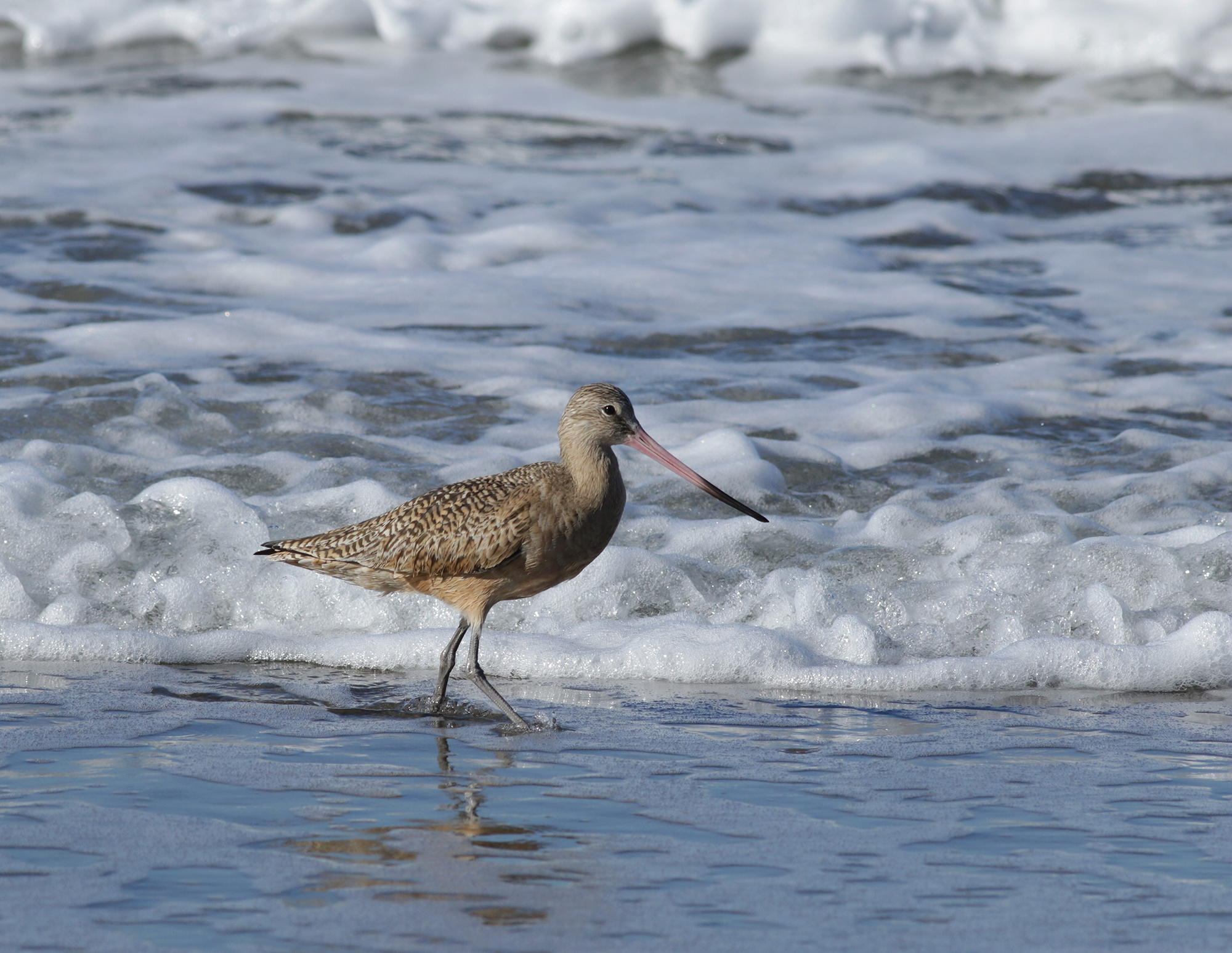 Marbled Godwit in Monterey County, California (12/27/2020).
