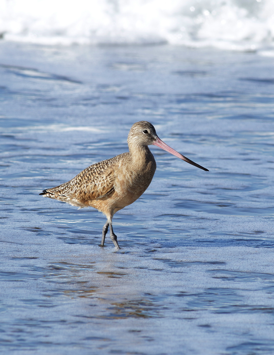 Marbled Godwit in Monterey County, California (12/27/2020).