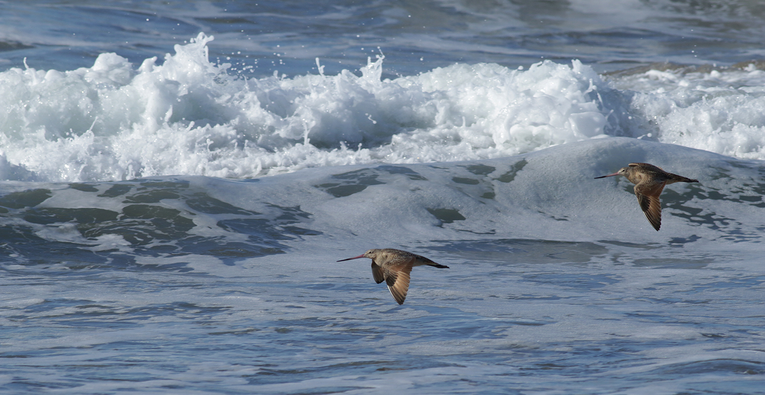 Marbled Godwit in Monterey County, California (12/27/2020).