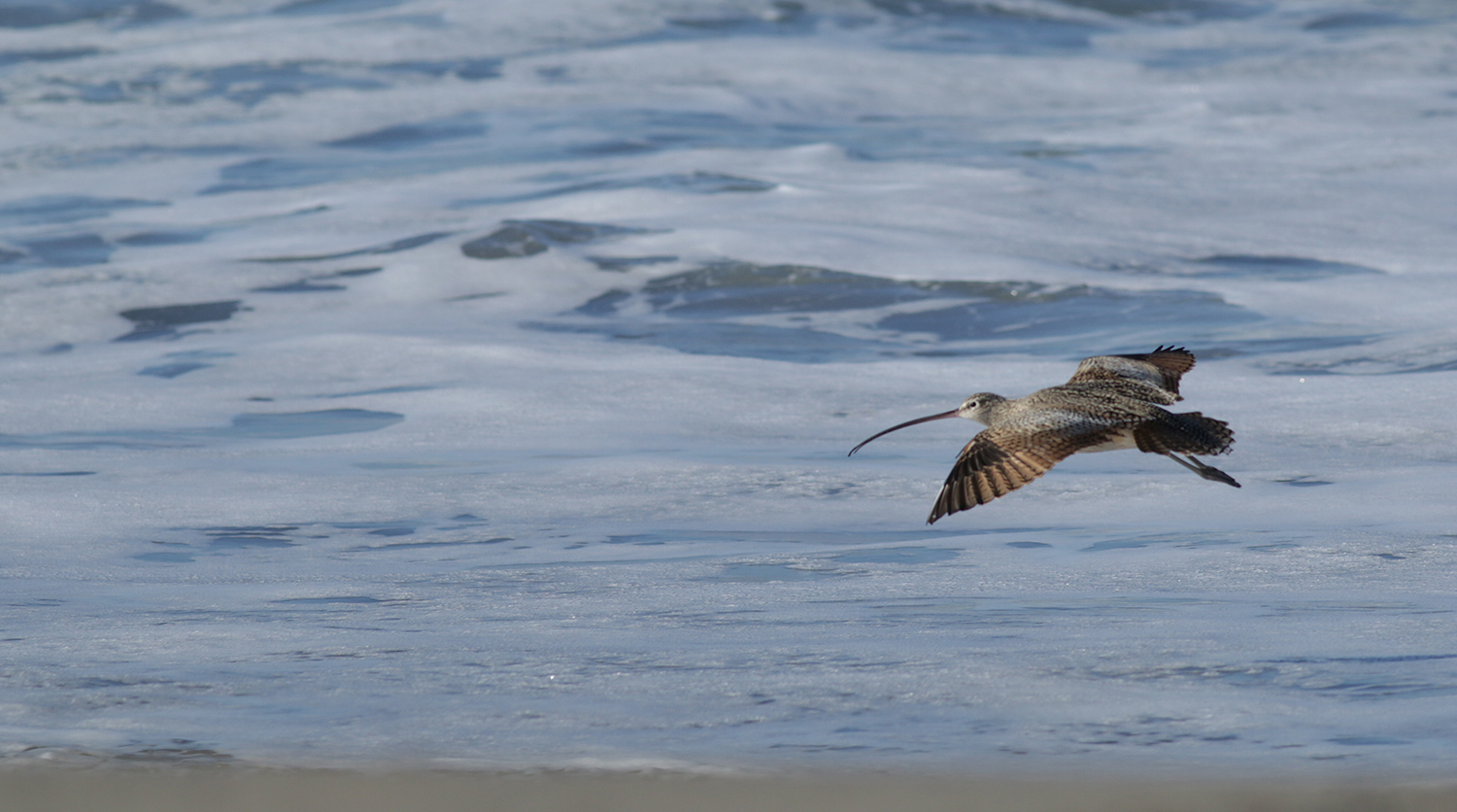 Long-billed Curlew in Monterey County, California (12/27/2020).