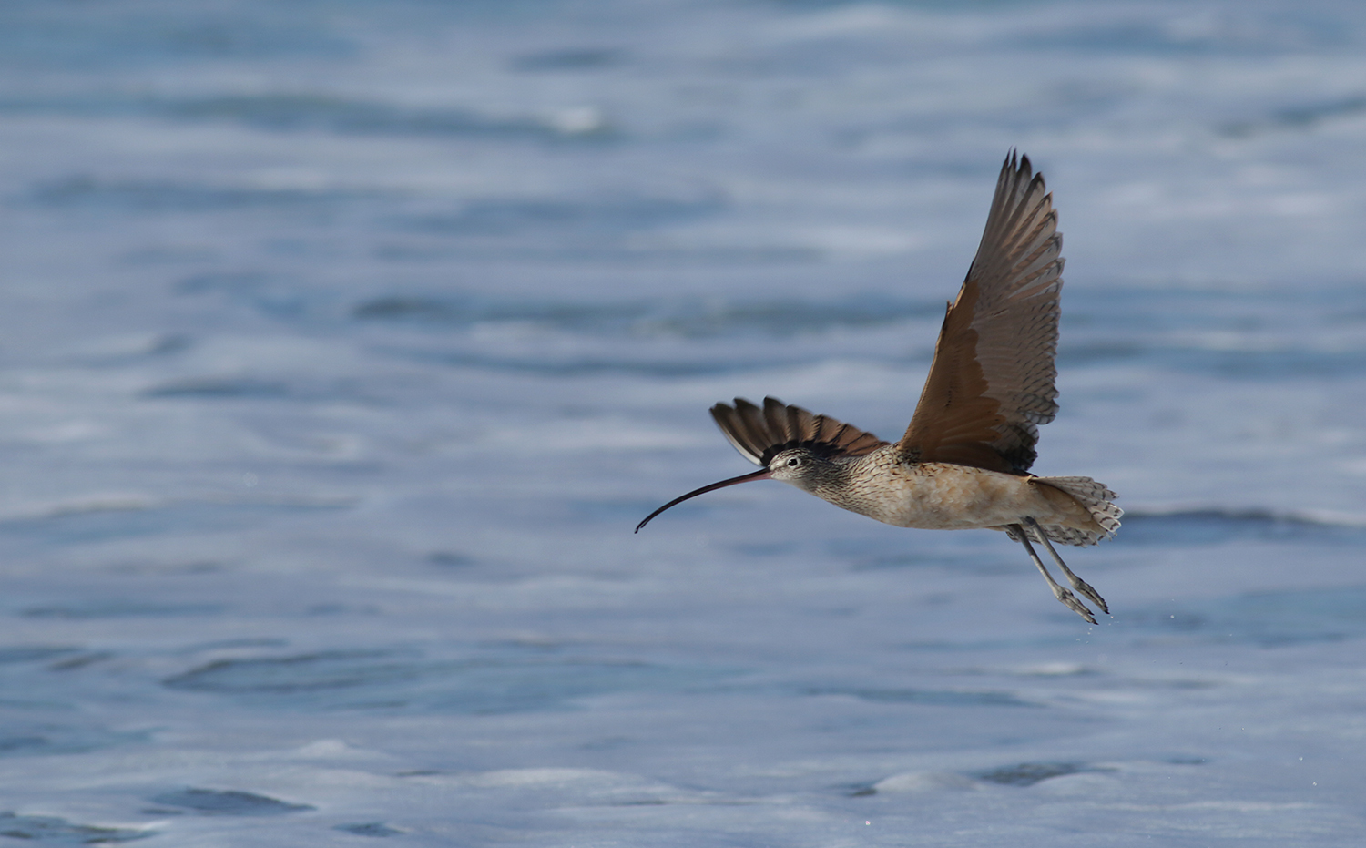Long-billed Curlew in Monterey County, California (12/27/2020).