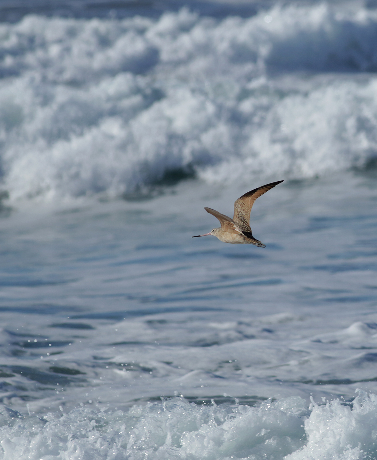 Marbled Godwit in Monterey County, California (12/27/2020).
