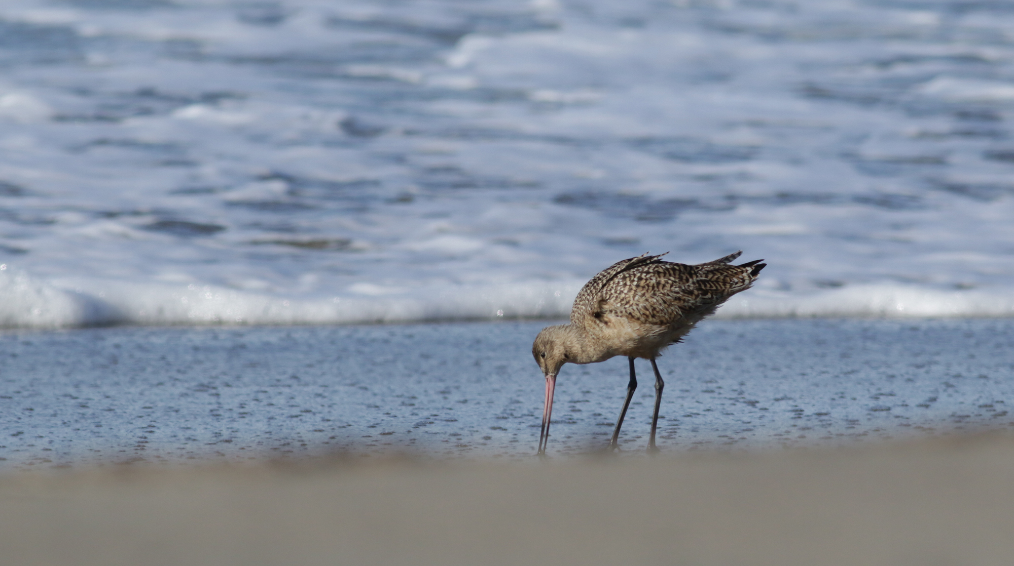 Marbled Godwit in Monterey County, California (12/27/2020).