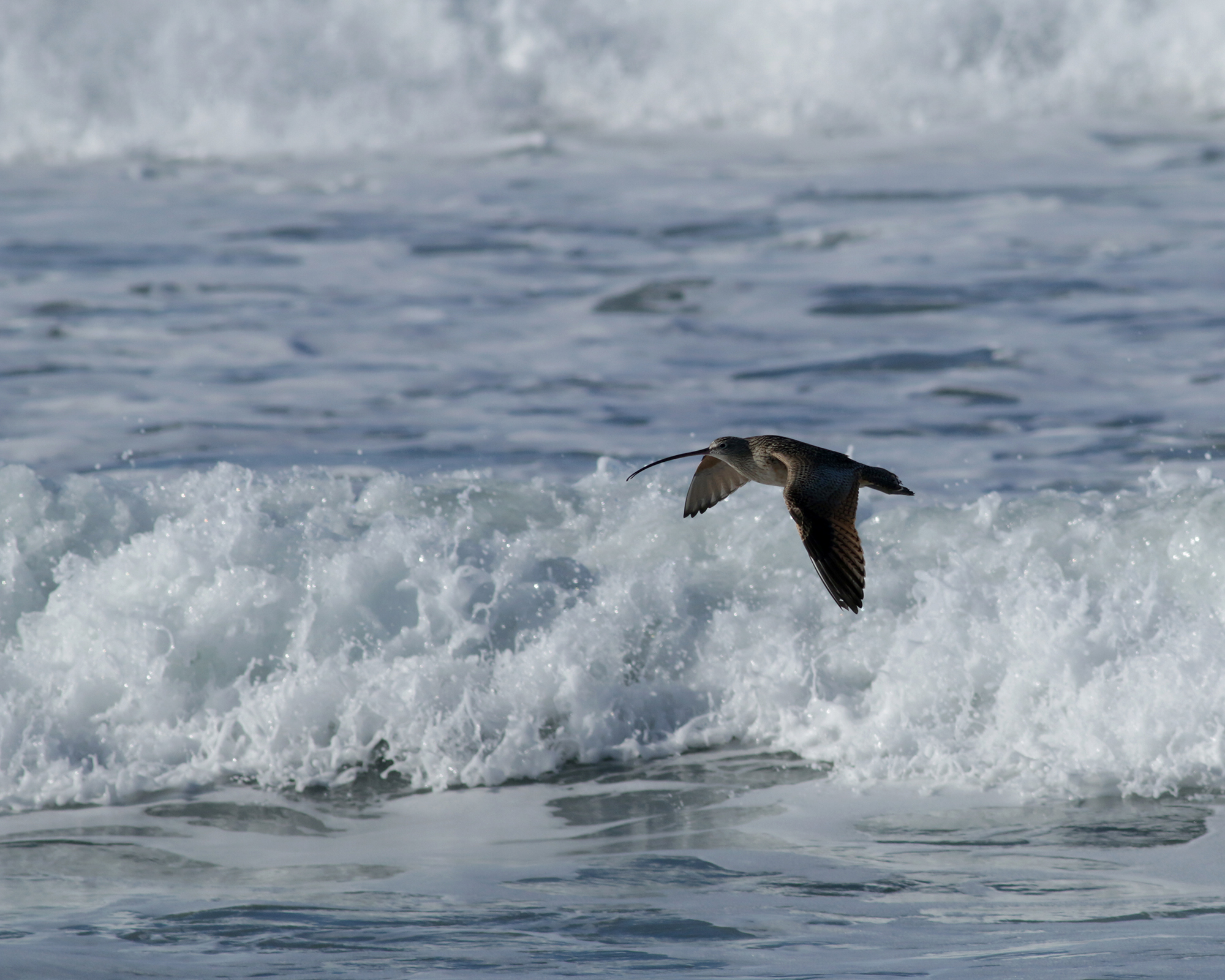Long-billed Curlew in Monterey County, California (12/27/2020).