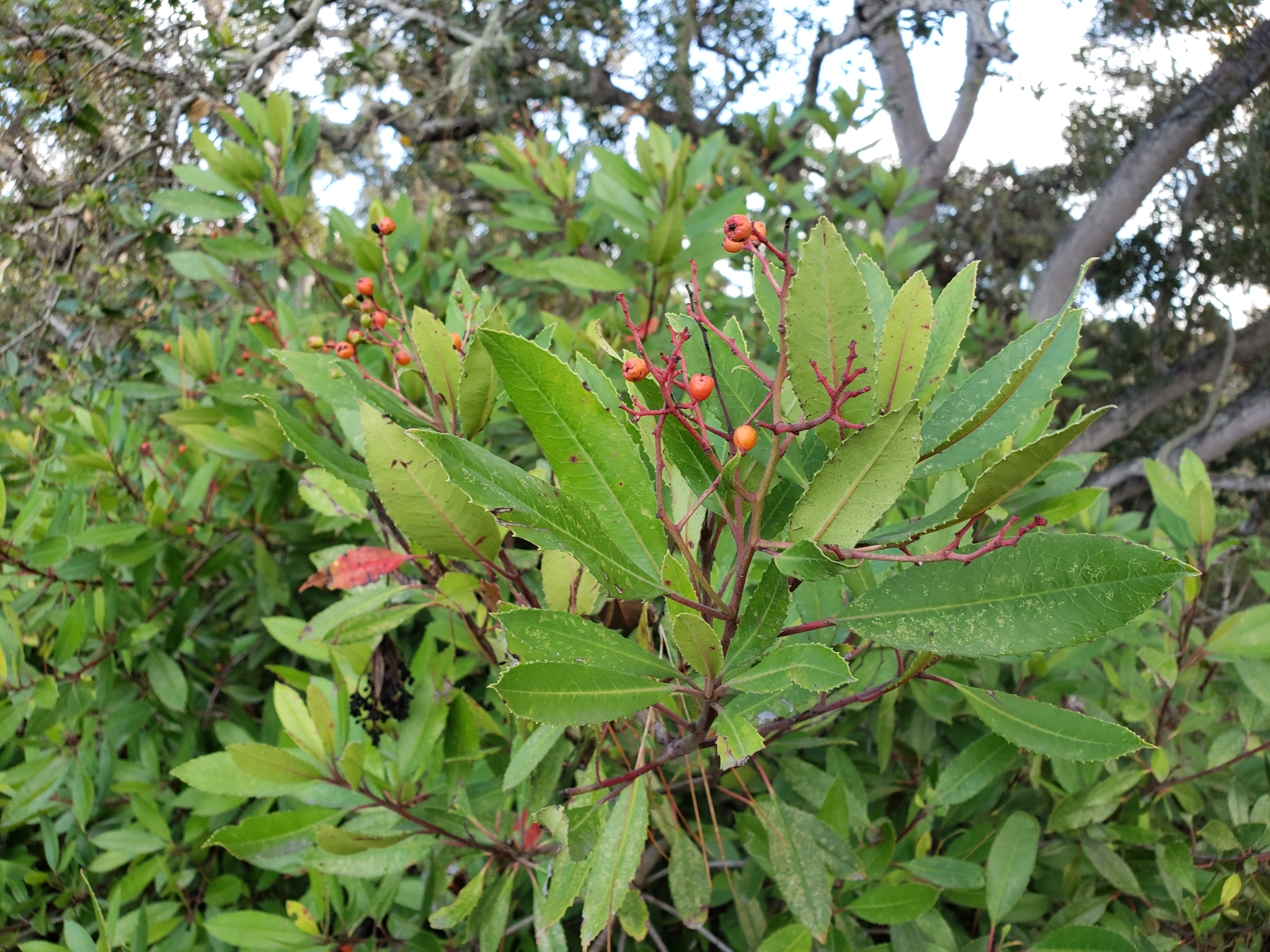 Toyon in Monterey County, California (12/28/2020).