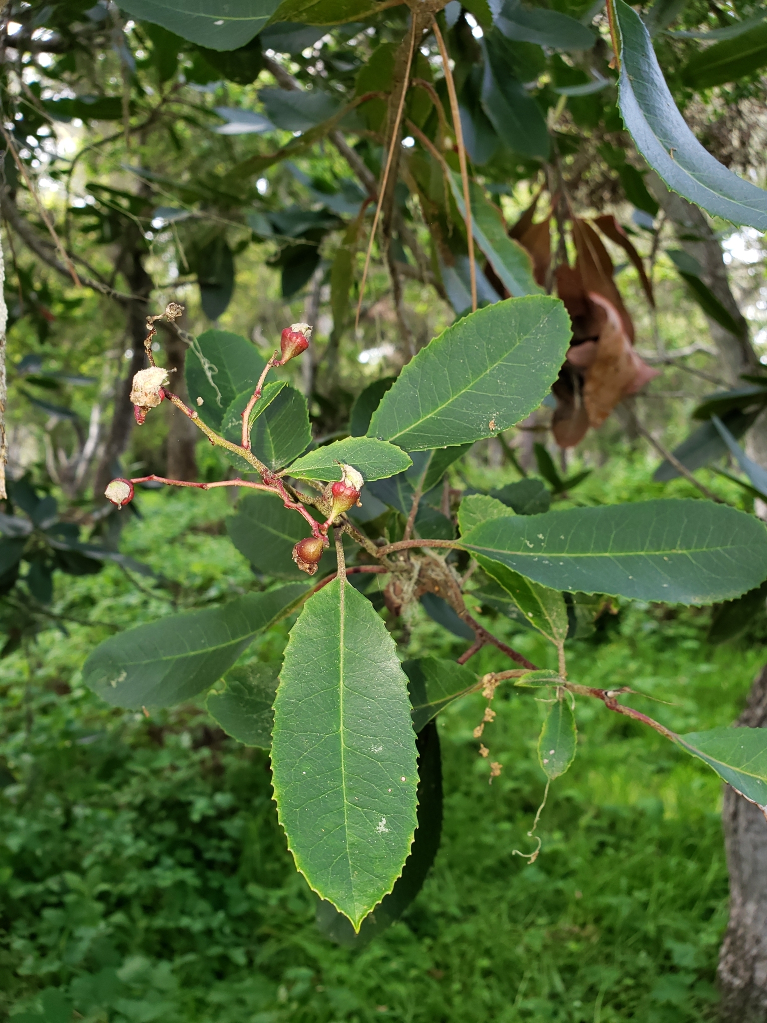 Toyon in Monterey County, California (3/18/2020).