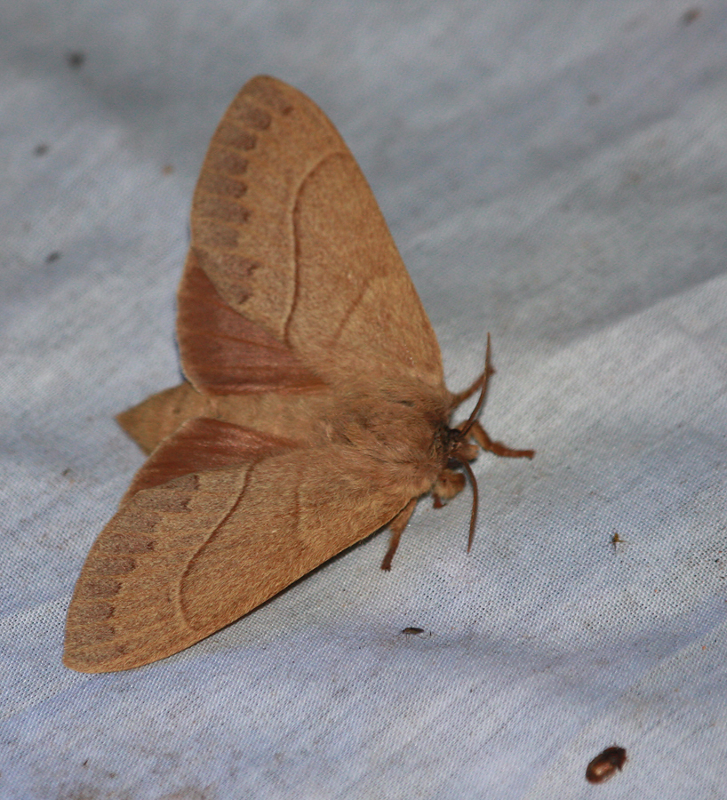 <em>Dicogaster coronada</em> in Cochise County, Arizona (8/5/2008).