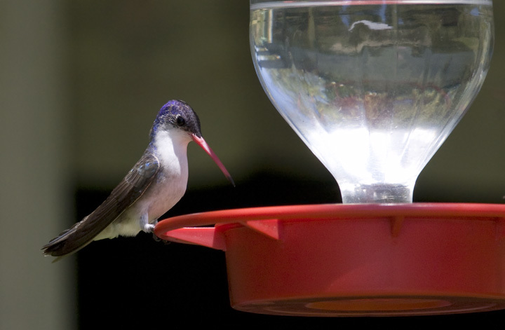 Violet-crowned Hummingbird in Santa Cruz County, Arizona (8/4/2008).