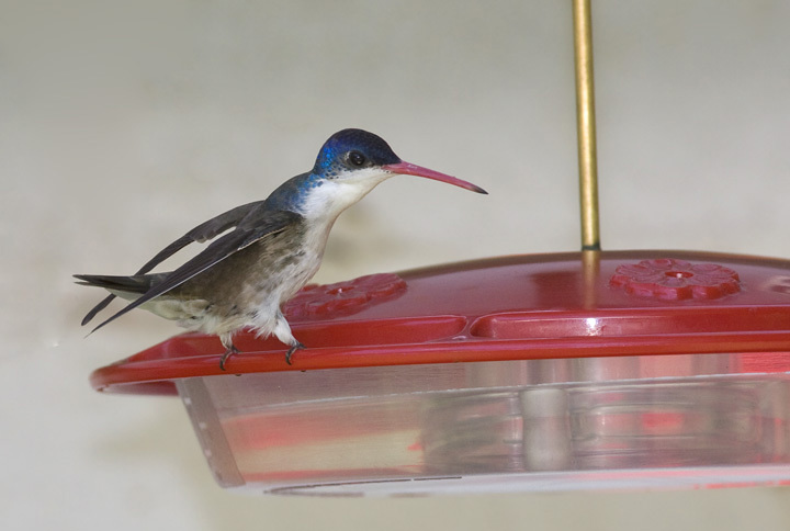 Violet-crowned Hummingbird in Santa Cruz County, Arizona (8/4/2008).