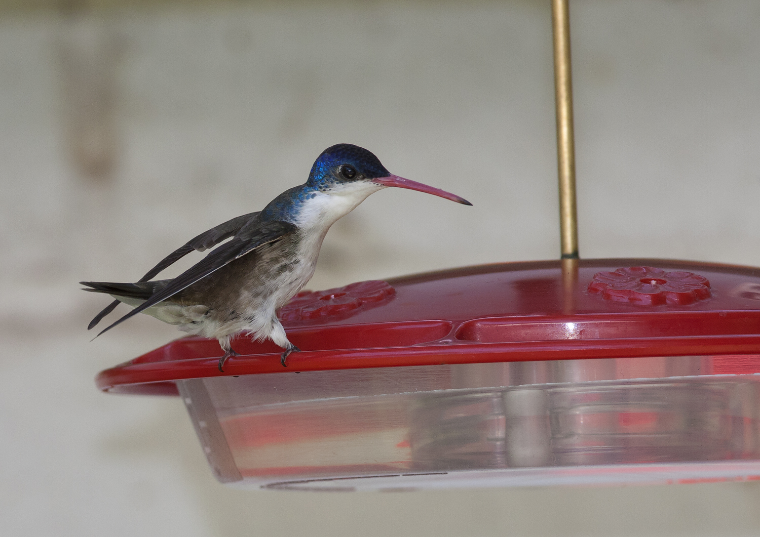 Violet-crowned Hummingbird in Santa Cruz County, Arizona (8/4/2008).