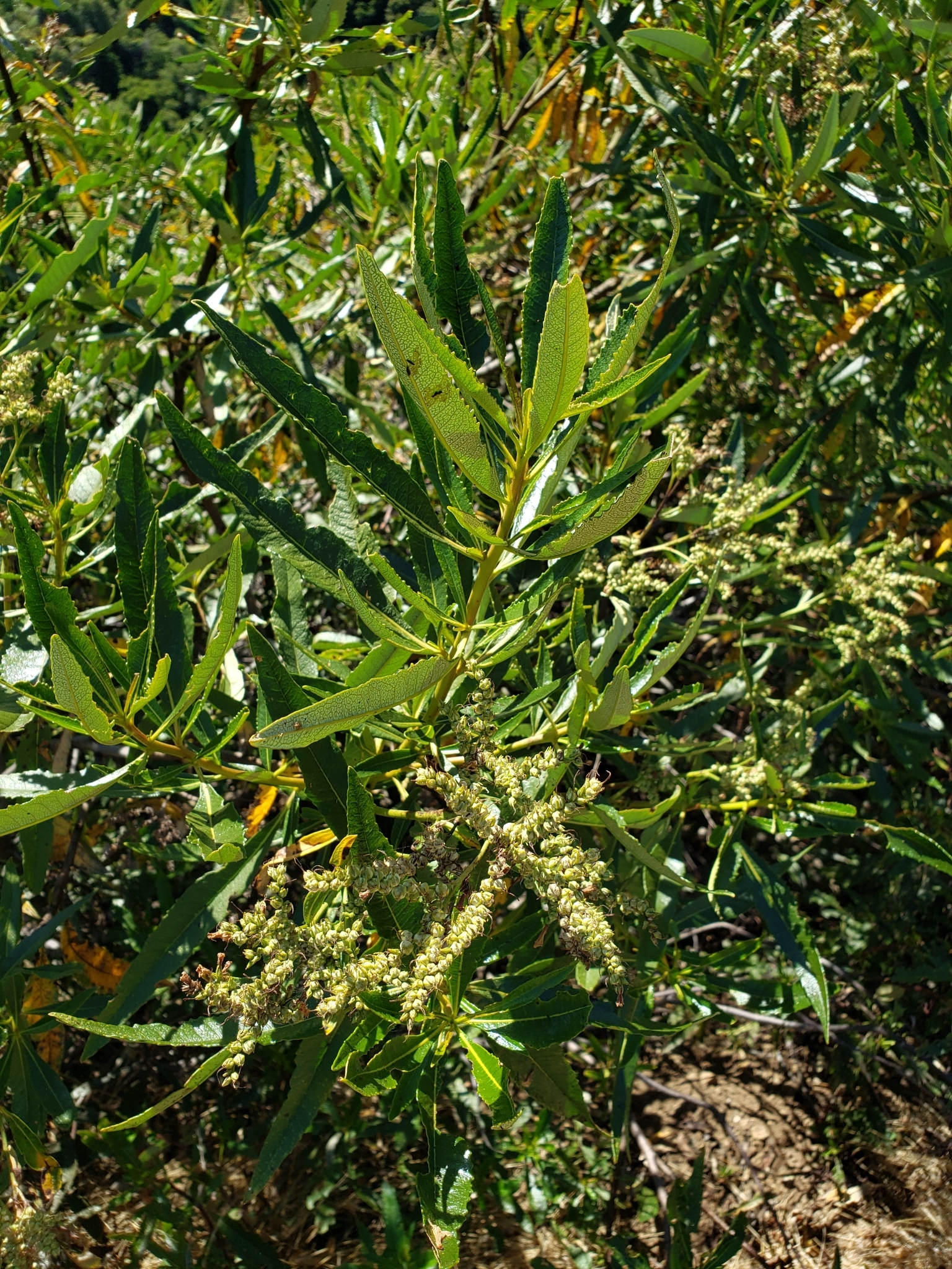 California Yerba Santa in Monterey County, California (6/19/2020).