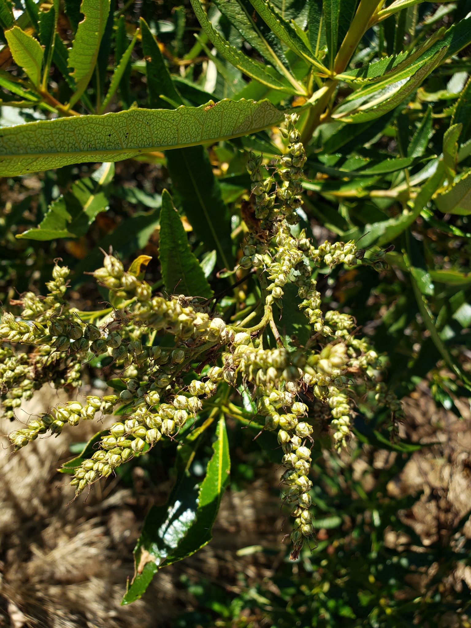 California Yerba Santa in Monterey County, California (6/19/2020).