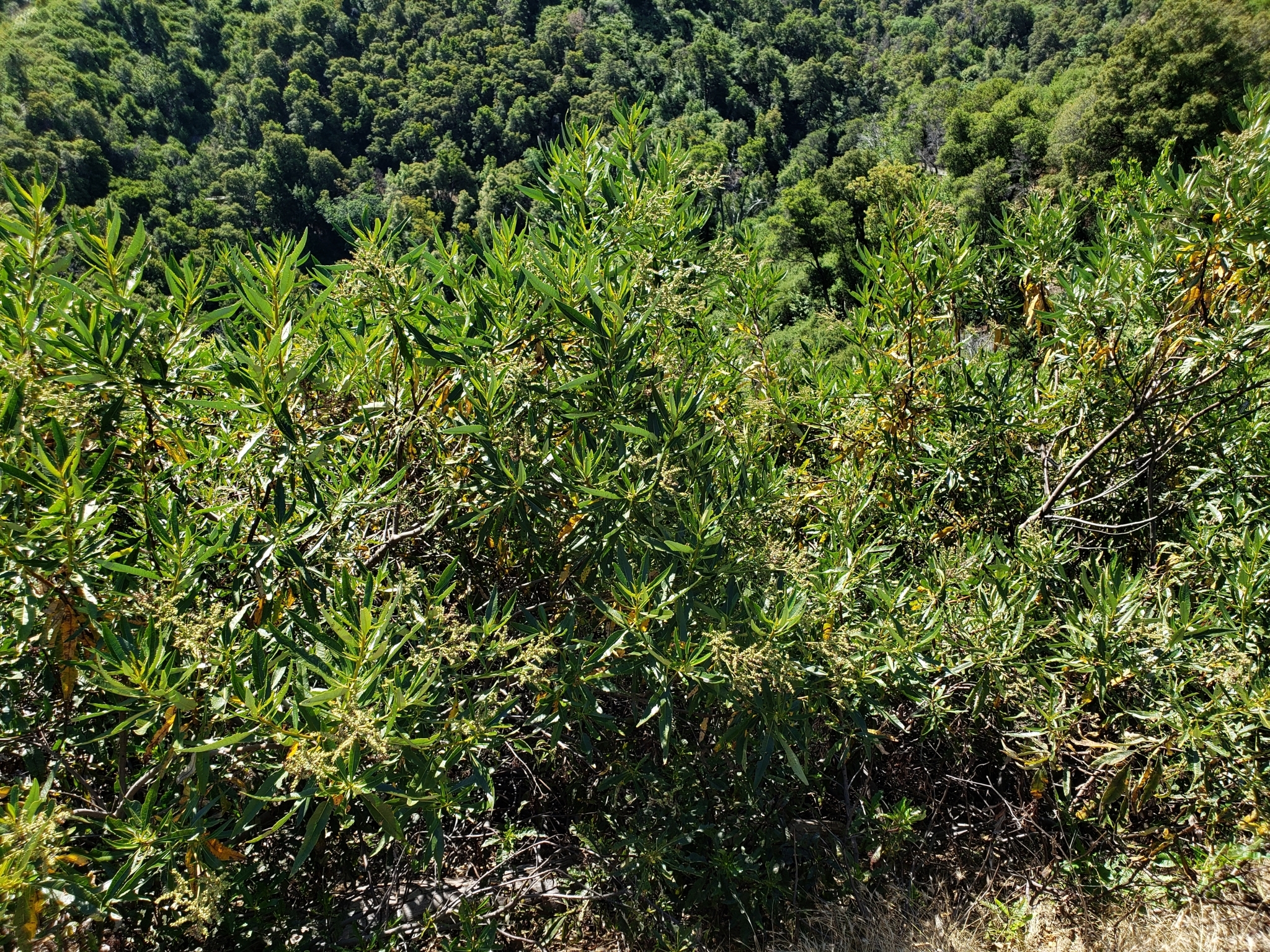 California Yerba Santa in Monterey County, California (6/19/2020).