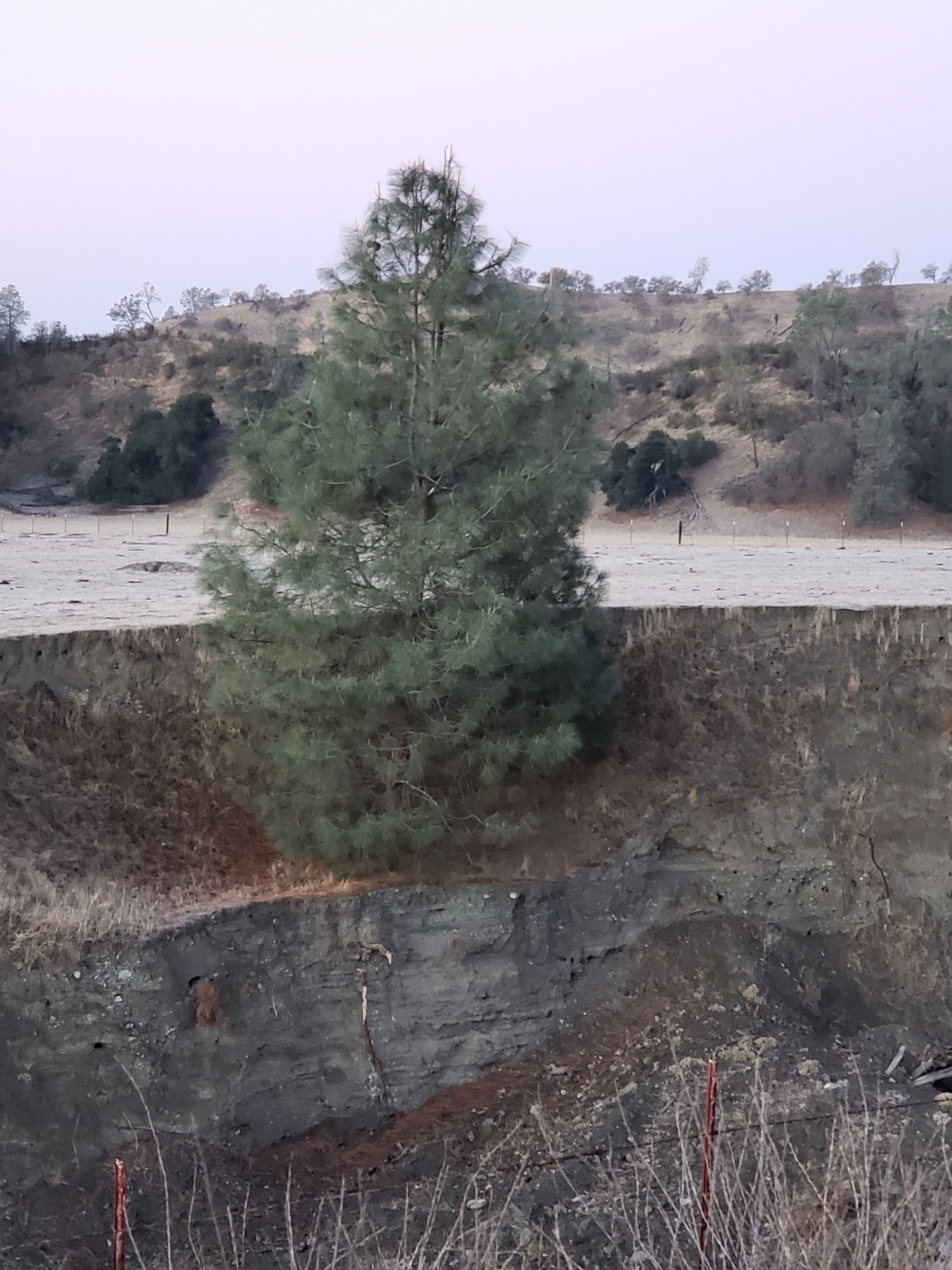 Gray Pine in Monterey County, California (1/1/2021).