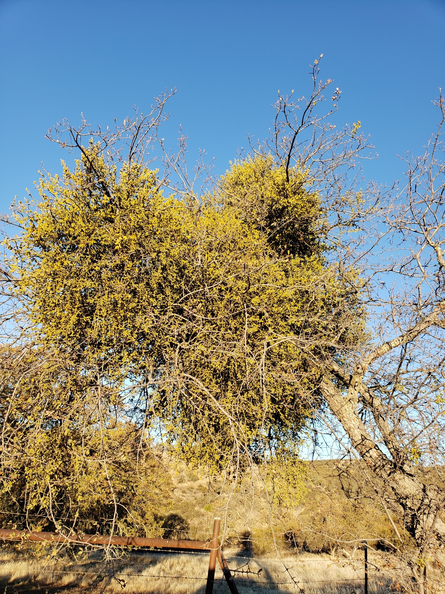 Genus<em> Phoradendron</em> in Monterey County, California (1/1/2021).