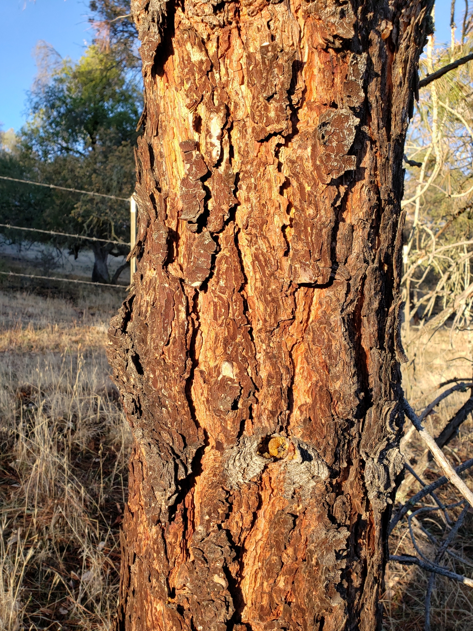 Gray Pine in Monterey County, California (1/1/2021).