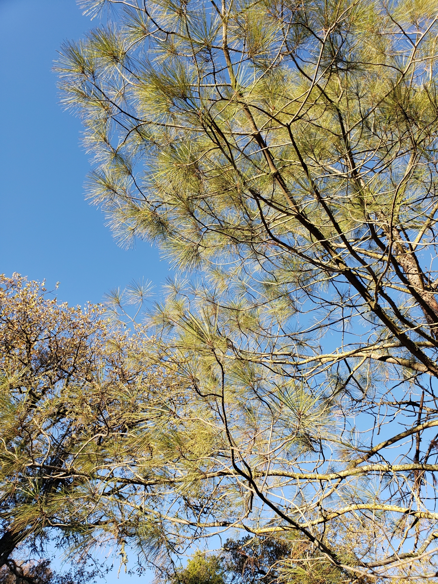 Gray Pine in Monterey County, California (1/1/2021).