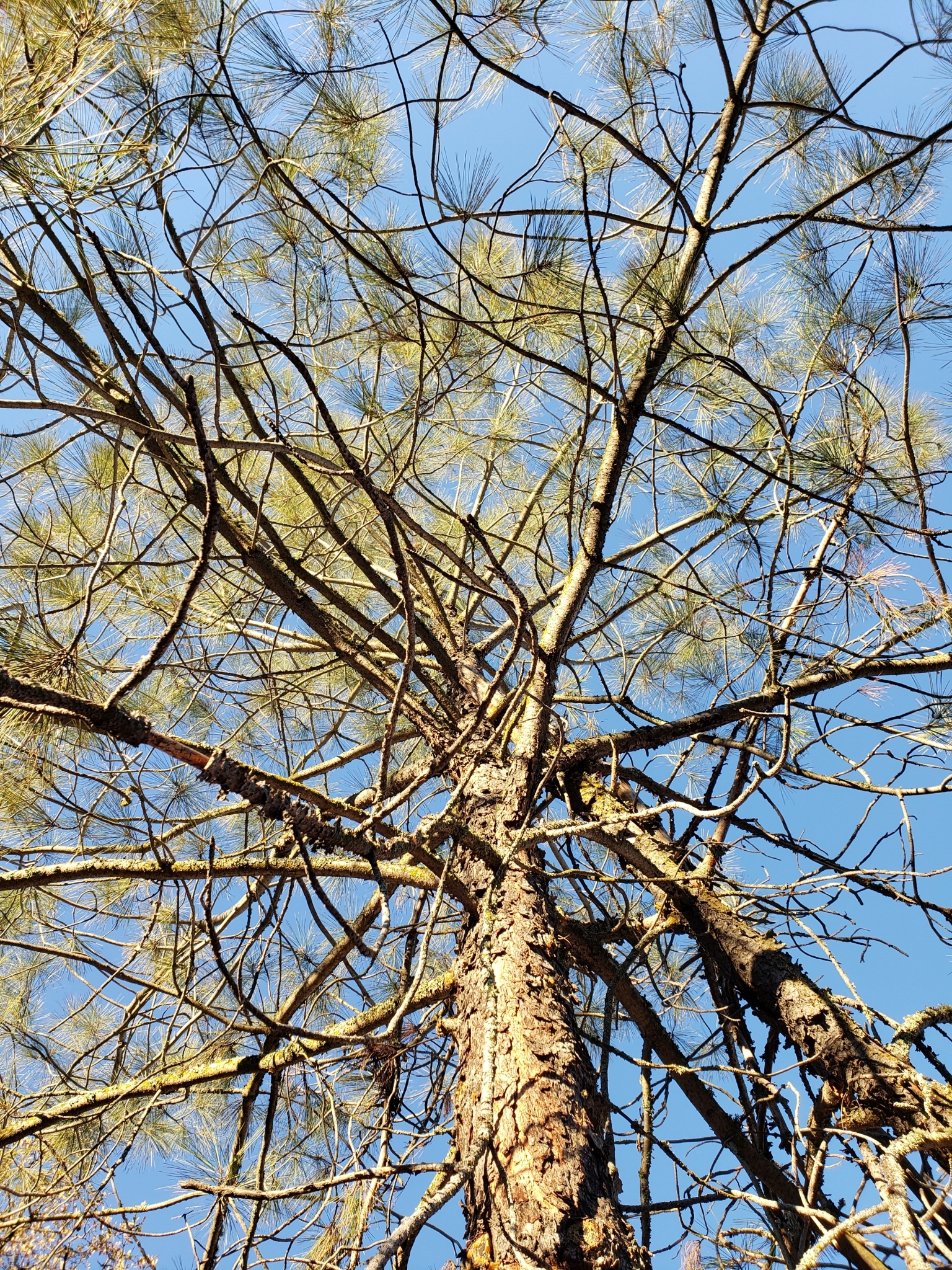 Gray Pine in Monterey County, California (1/1/2021).