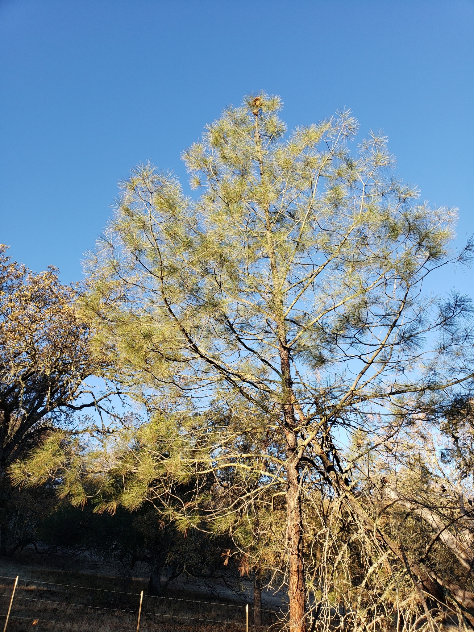 Gray Pine in Monterey County, California (1/1/2021).