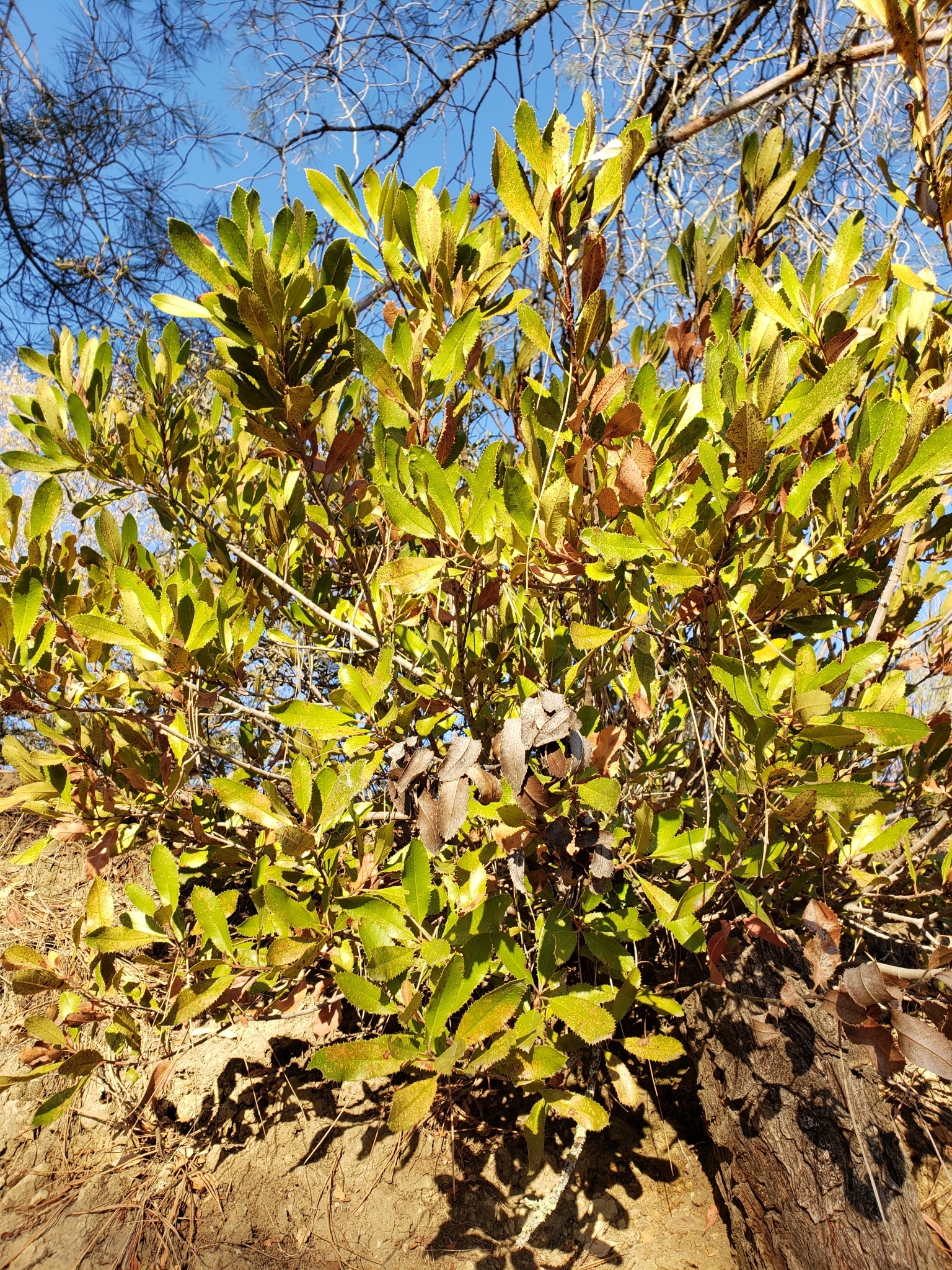Toyon in Monterey County, California (1/1/2021).