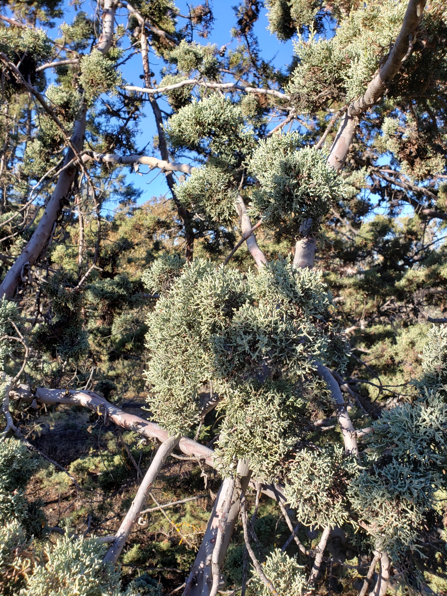 Genus<em> Cupressus</em> in Monterey County, California (1/1/2021).