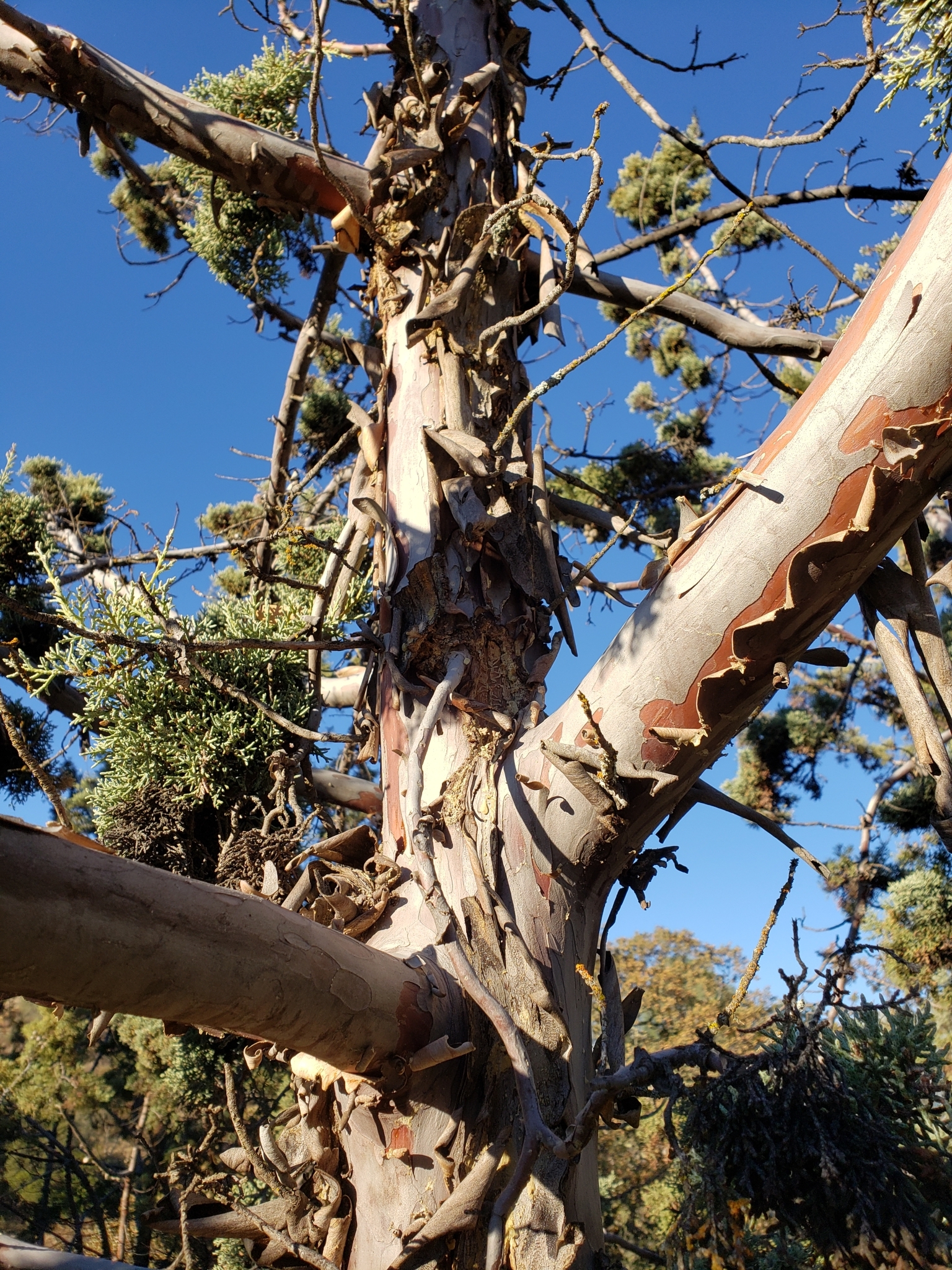 Genus<em> Cupressus</em> in Monterey County, California (1/1/2021).