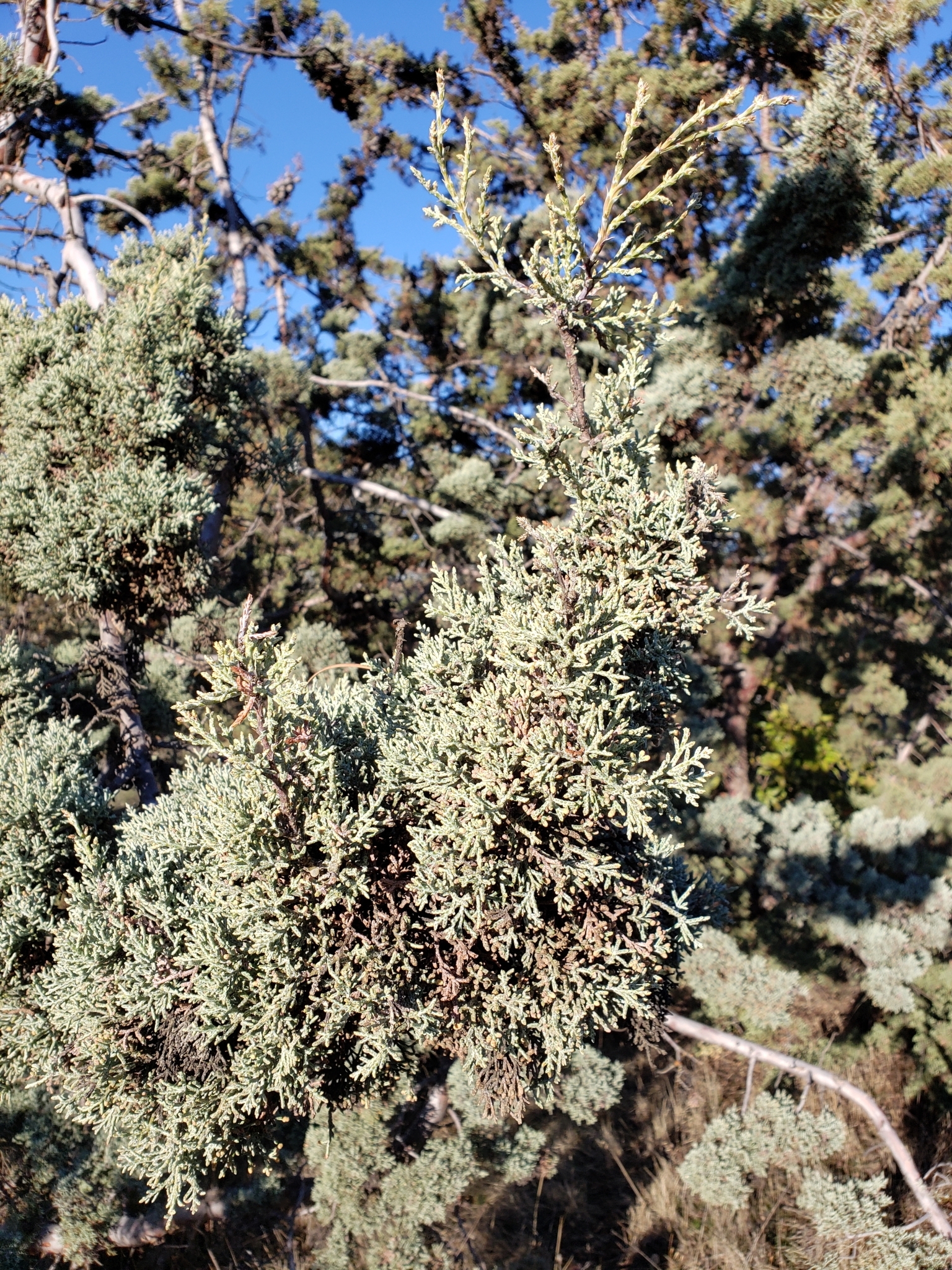 Genus<em> Cupressus</em> in Monterey County, California (1/1/2021).