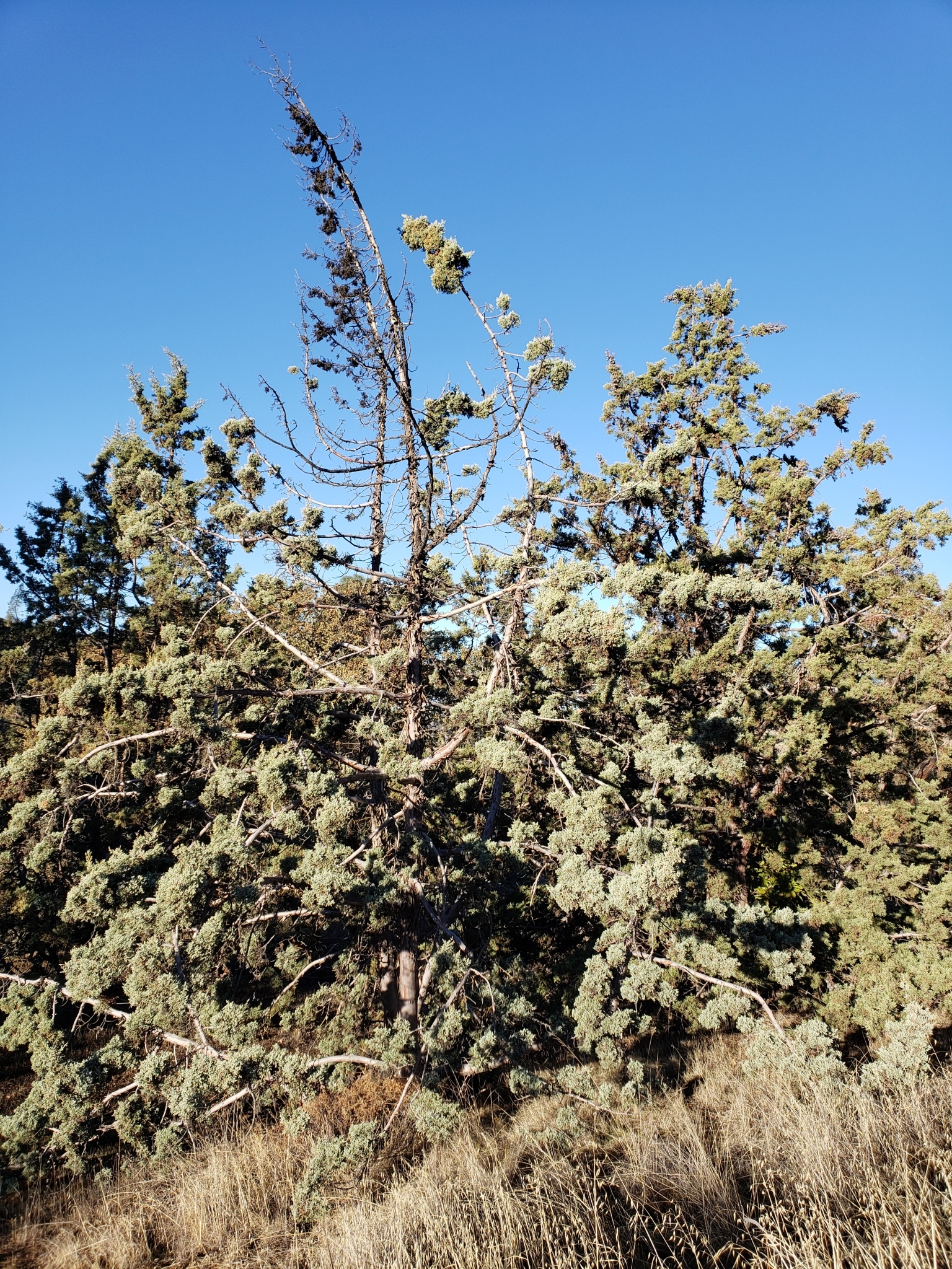 Genus<em> Cupressus</em> in Monterey County, California (1/1/2021).