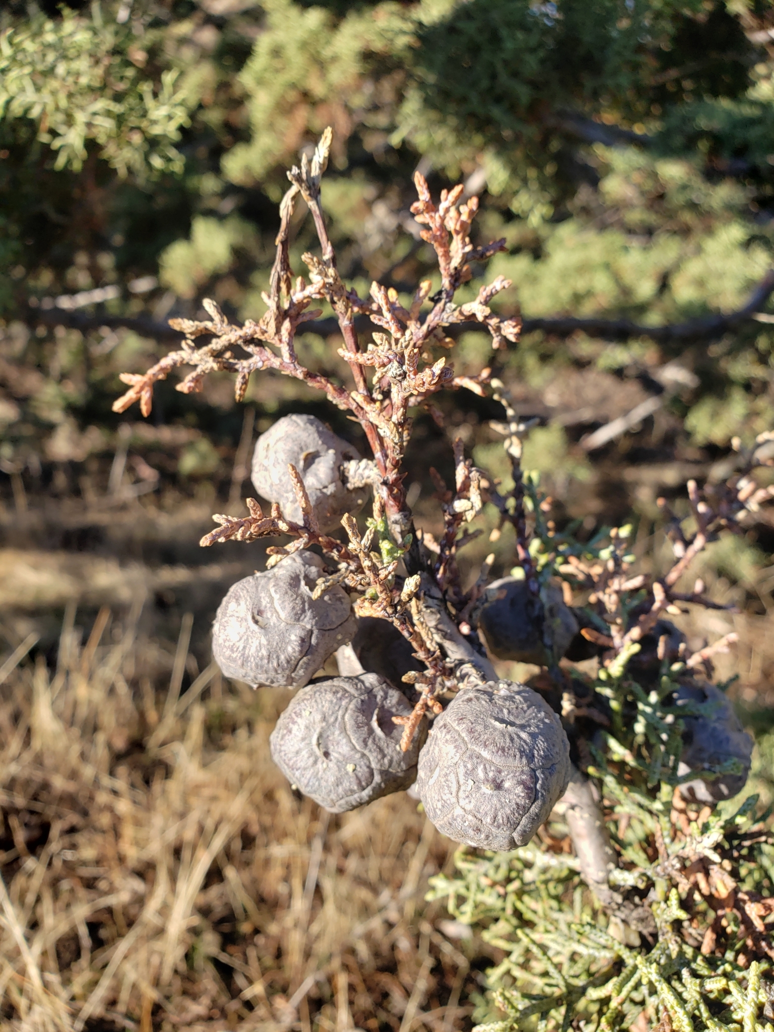 Genus<em> Cupressus</em> in Monterey County, California (1/1/2021).