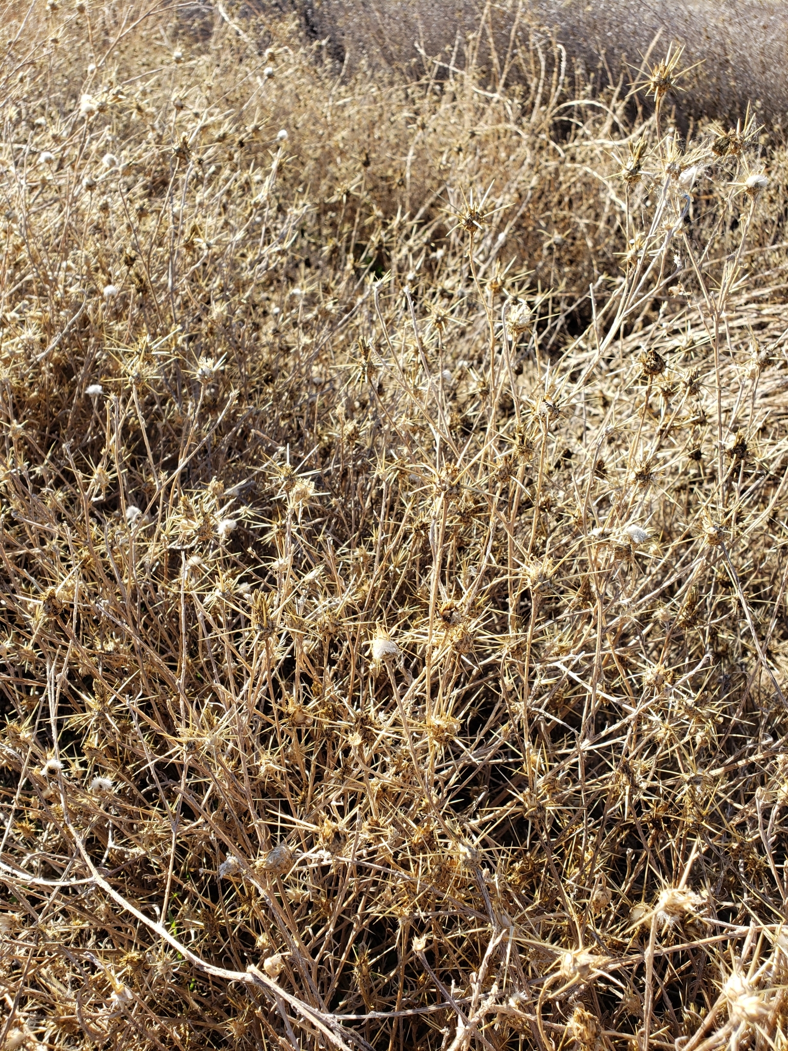 Yellow Star Thistle in Monterey County, California (1/1/2021).