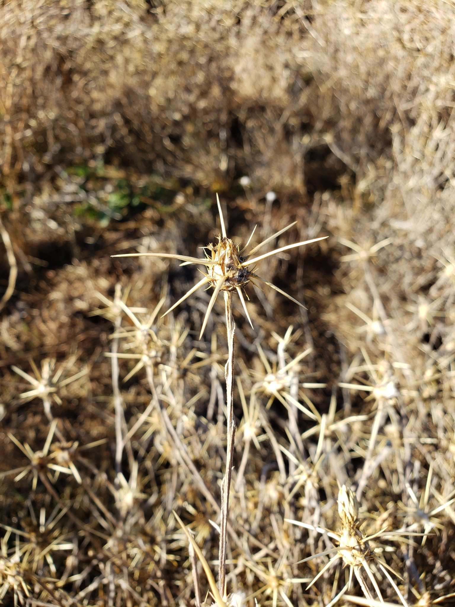 Yellow Star Thistle in Monterey County, California (1/1/2021).