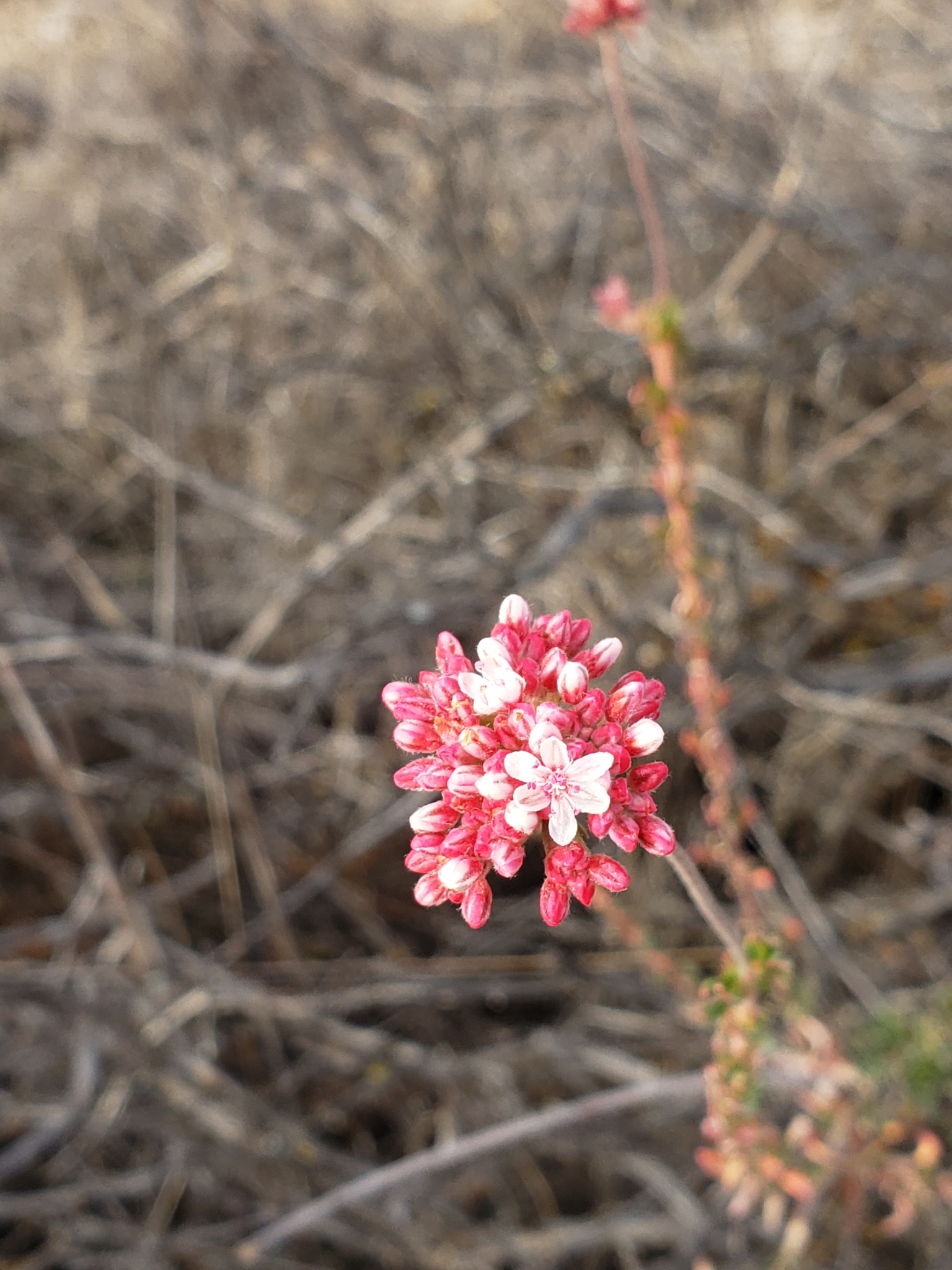 Genus<em> Eriogonum</em> in Monterey County, California (1/1/2021).