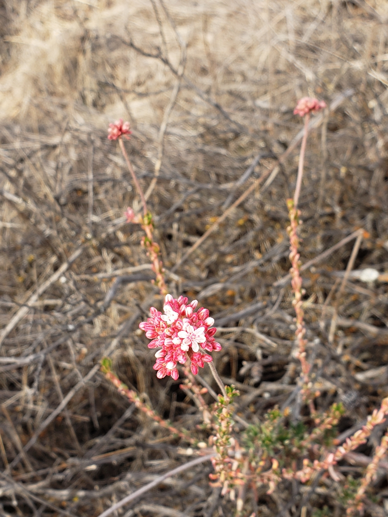 Genus<em> Eriogonum</em> in Monterey County, California (1/1/2021).