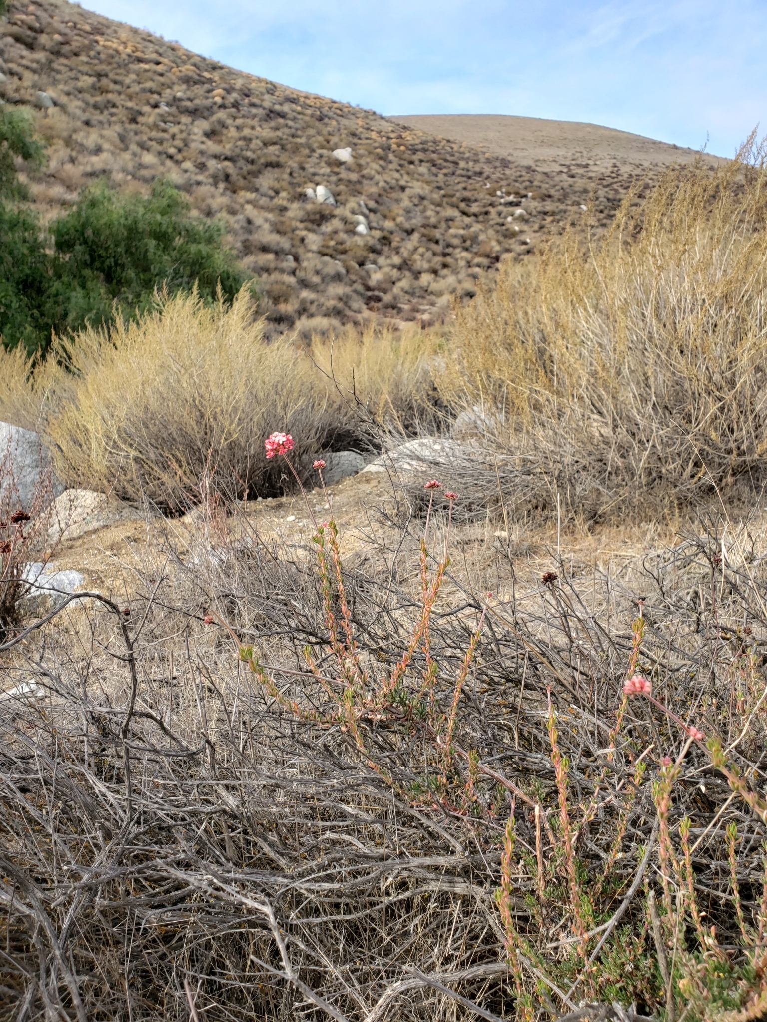 Genus<em> Eriogonum</em> in Monterey County, California (1/1/2021).