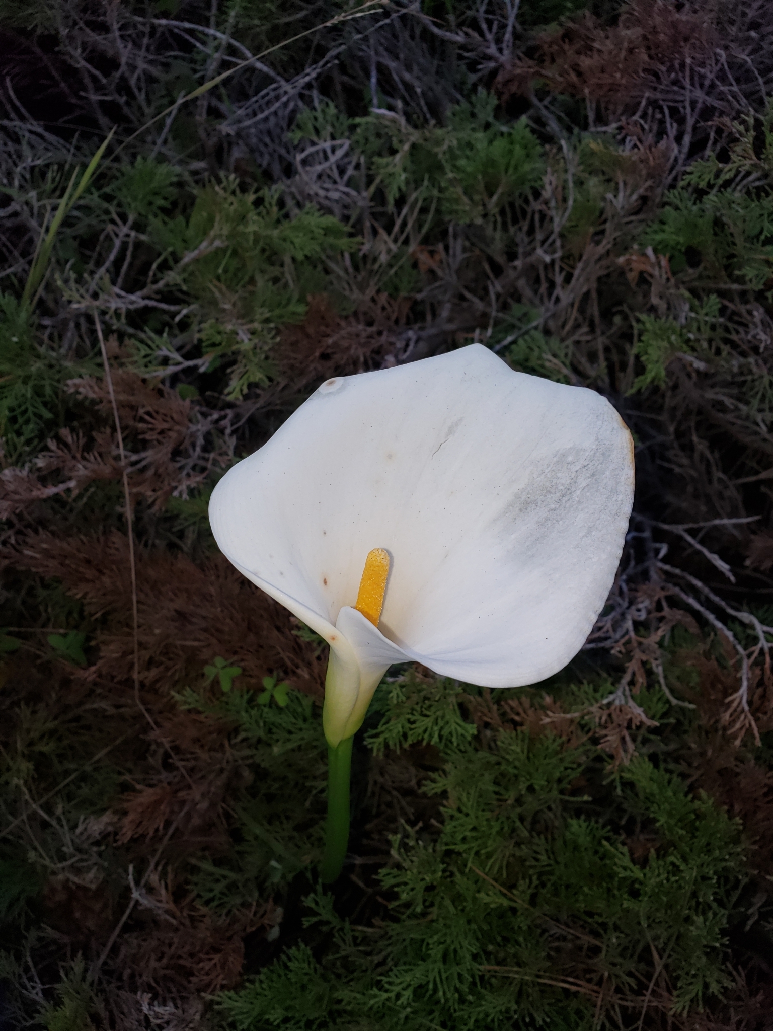 Arum Lily in Monterey County, California (1/1/2021).
