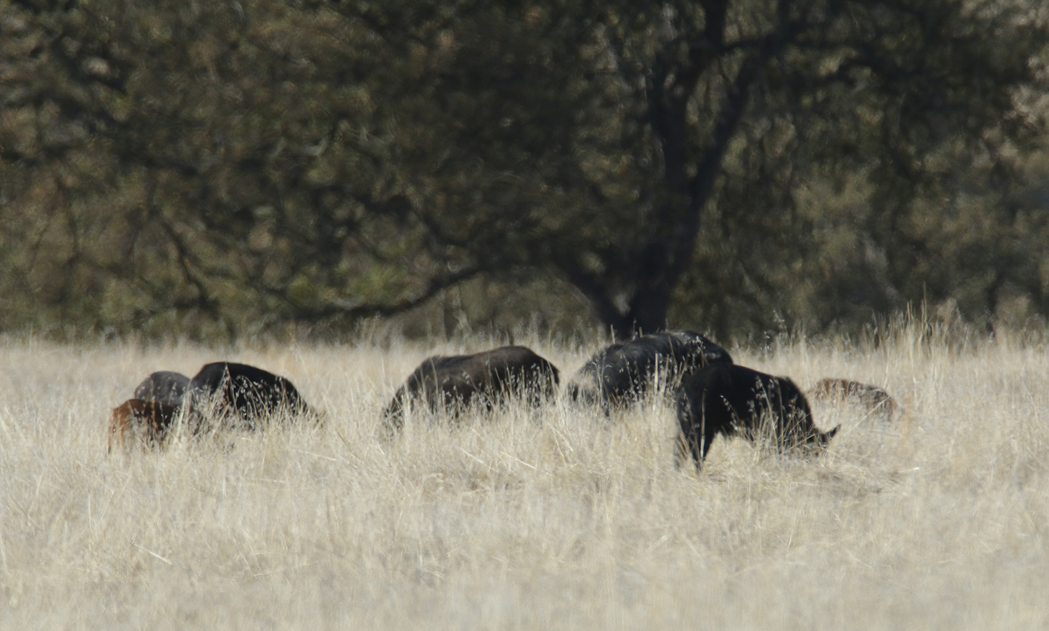 Wild Boar in Monterey County, California (1/1/2021).