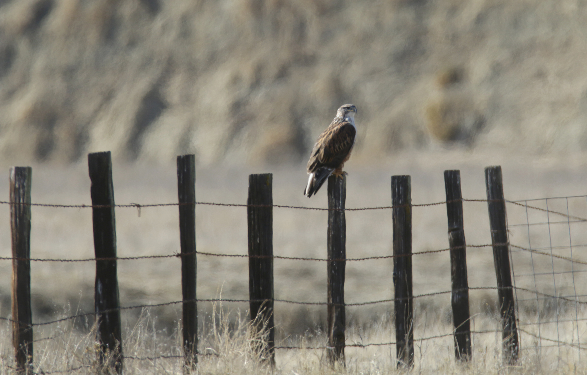 Ferruginous Hawk in Monterey County, California (1/1/2021).