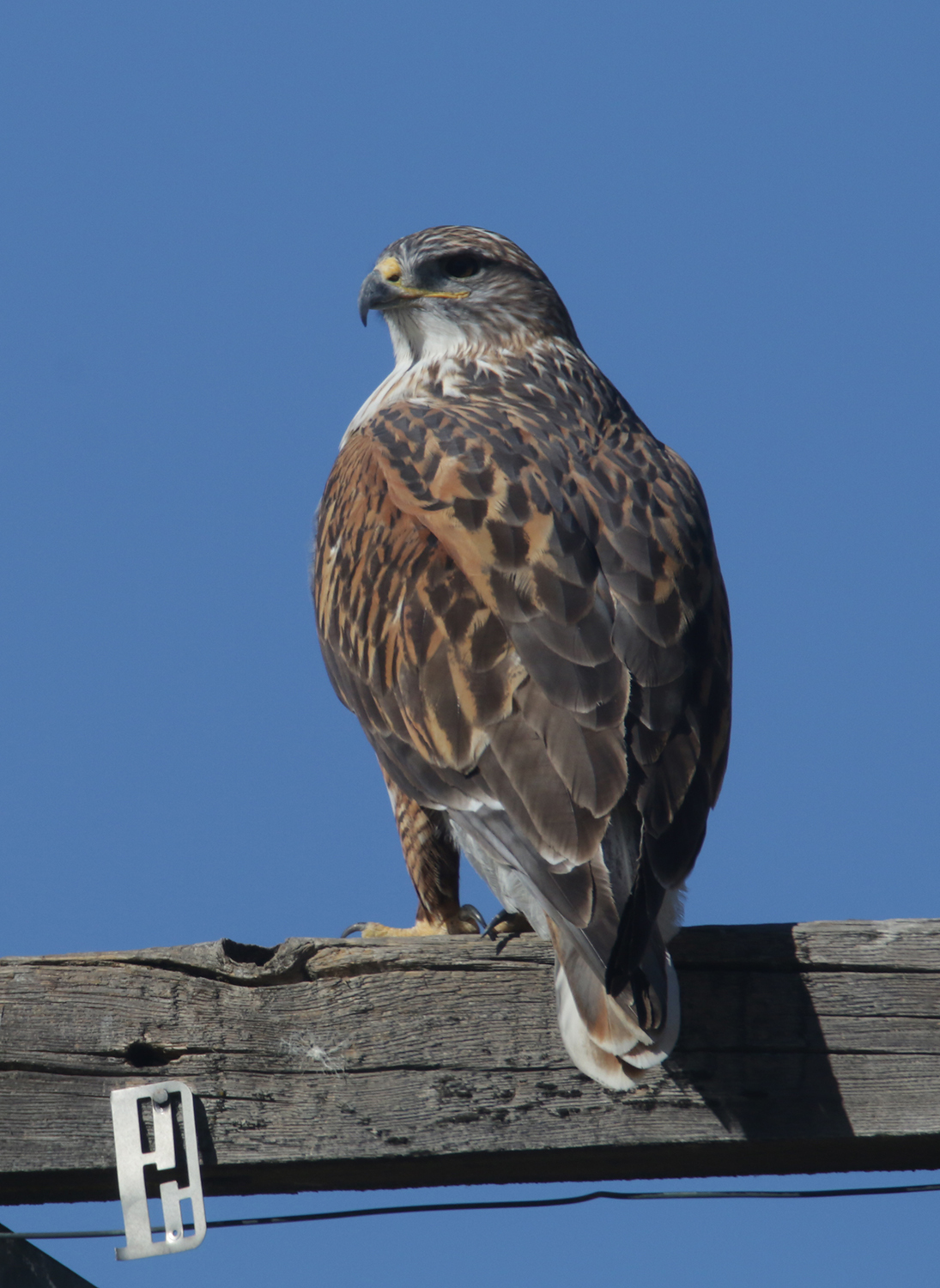 Ferruginous Hawk in Monterey County, California (1/1/2021).