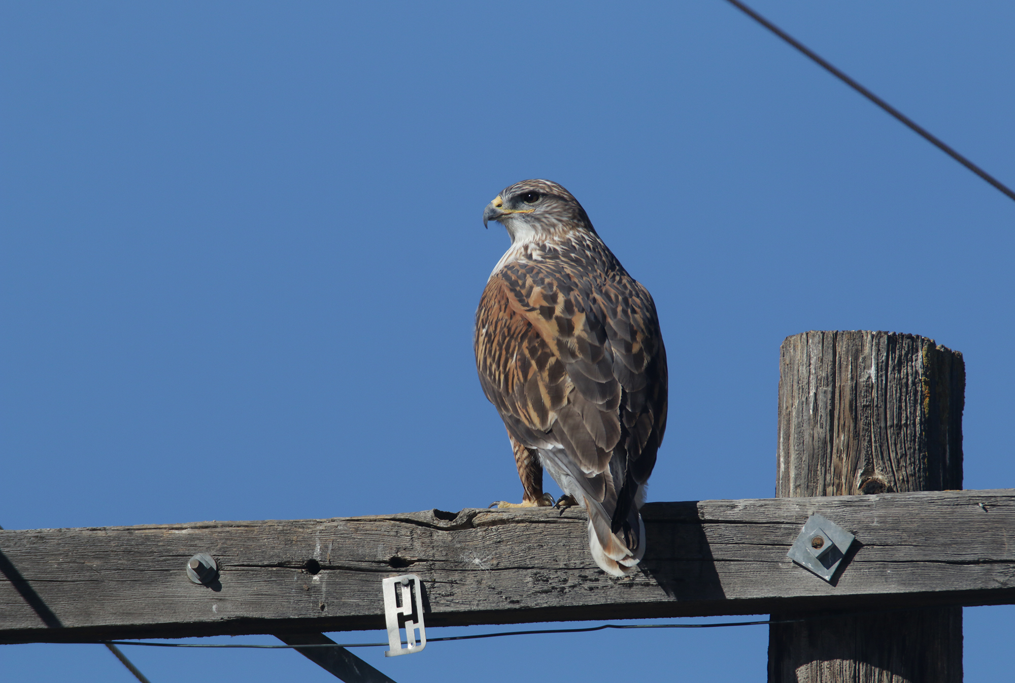 Ferruginous Hawk in Monterey County, California (1/1/2021).